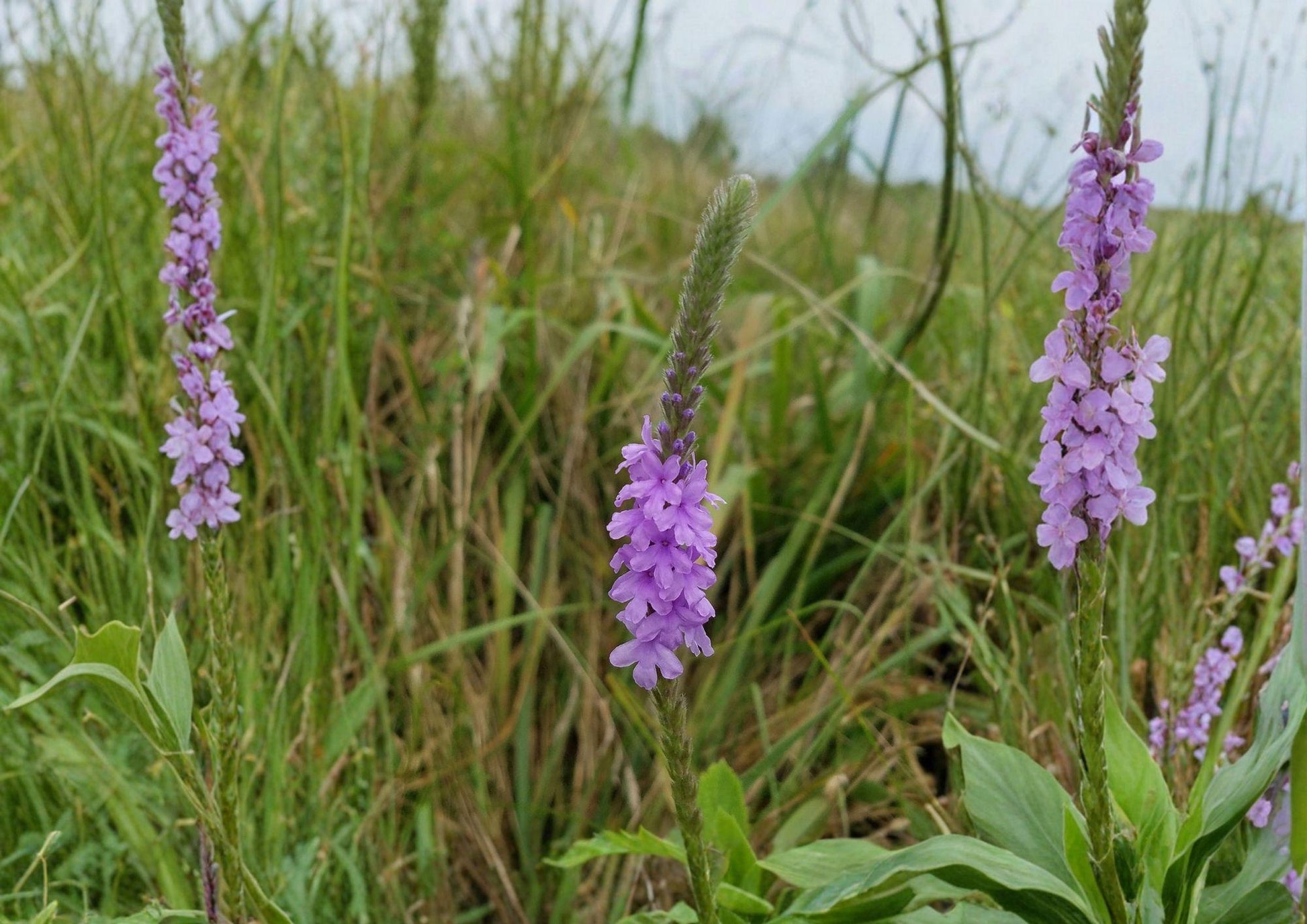 Hoary Vervain Seeds - Purple Wildflower, Native, Drought Tolerant, Verbena stricta - New Harvest Quality