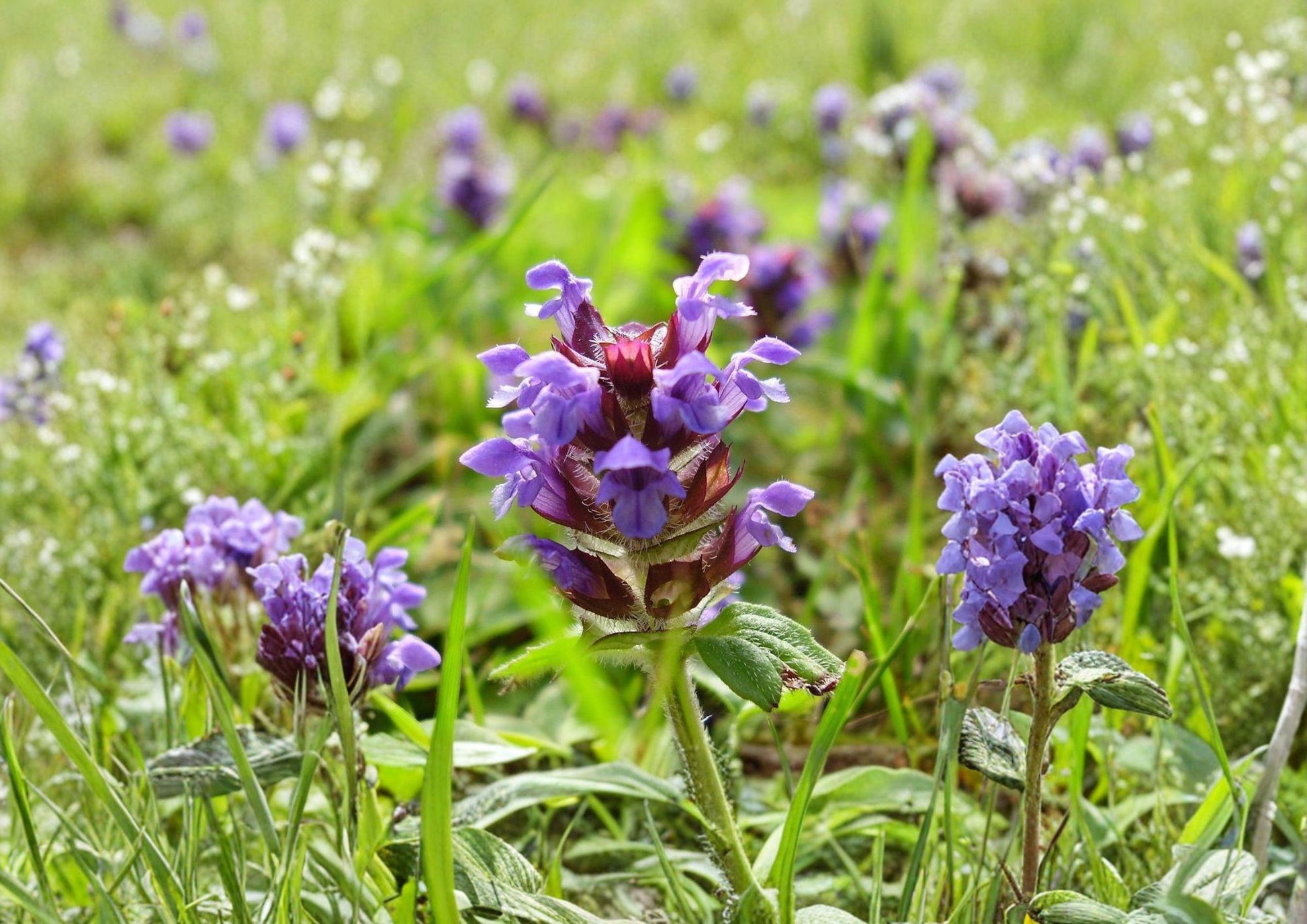Heal All Seeds - Purple Wildflower Groundcover - Non-GMO Prunella Vulgaris