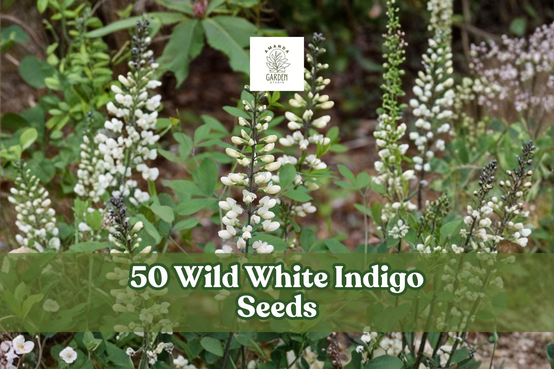 Wild White Indigo Seeds - 50 Count - Baptisia alba - Native Perennial with Charcoal-Gray Stems & White Flowers for Planting