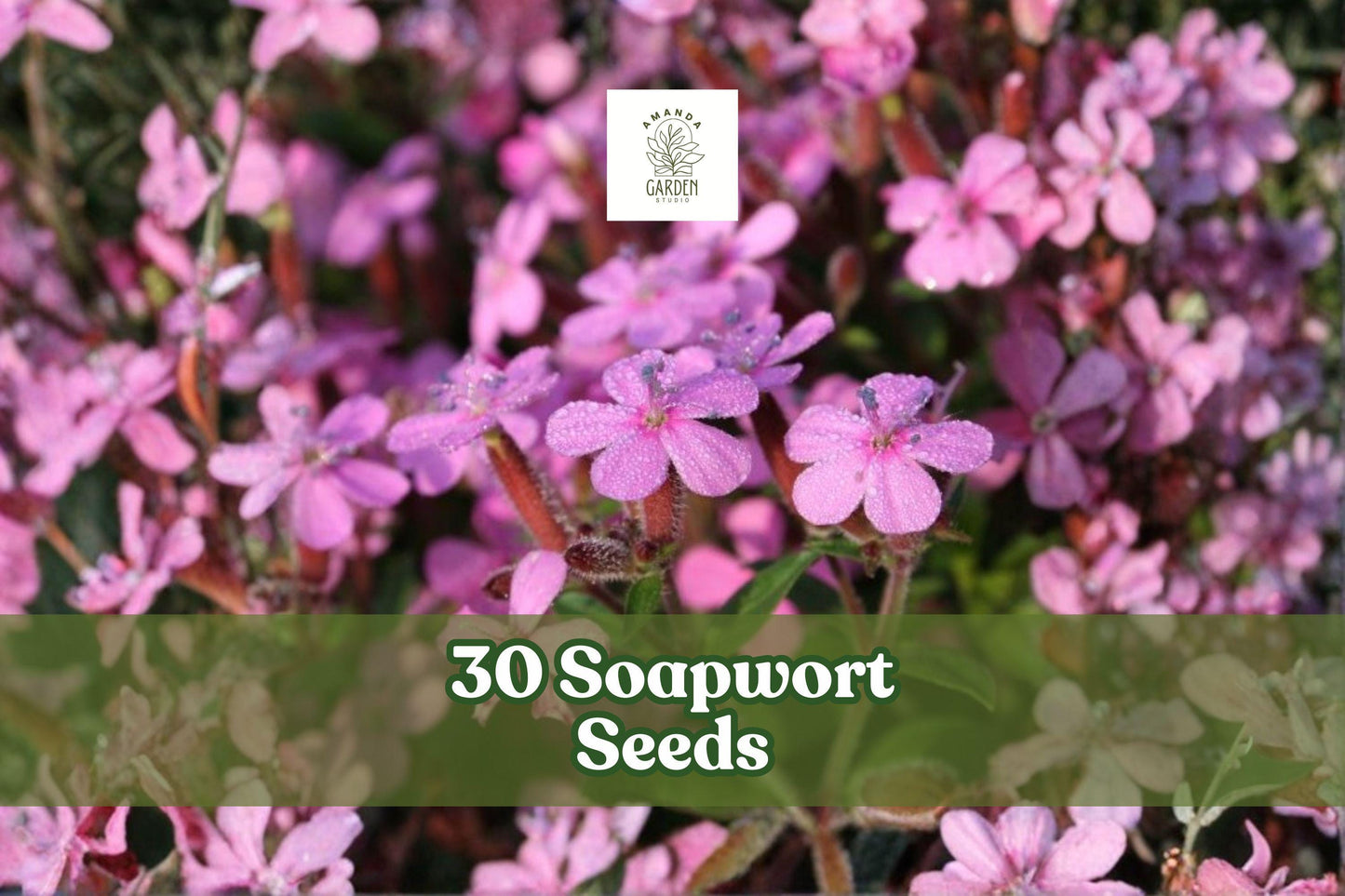 Soapwort Seeds for Planting - 30 Seeds, Hardy Perennial with Pink to White Flowers, Saponaria officinalis