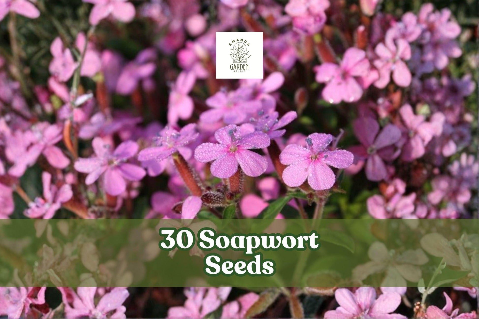 Soapwort Seeds for Planting - 30 Seeds, Hardy Perennial with Pink to White Flowers, Saponaria officinalis