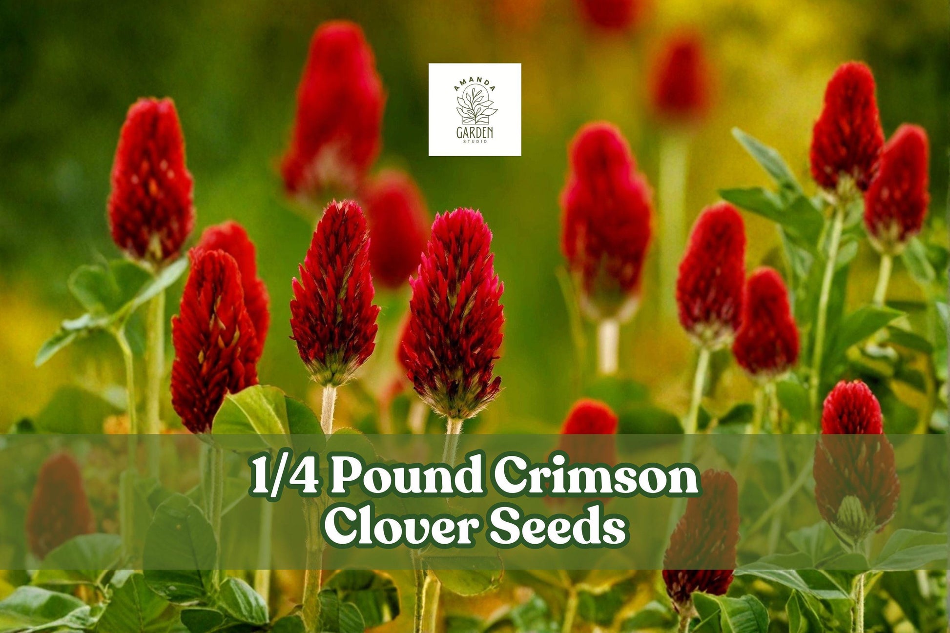 Crimson Clover Seeds 1/4 Pound - Fast-Growing Annual Legume Cover Crop - Trifolium incarnatum with Red Flowers