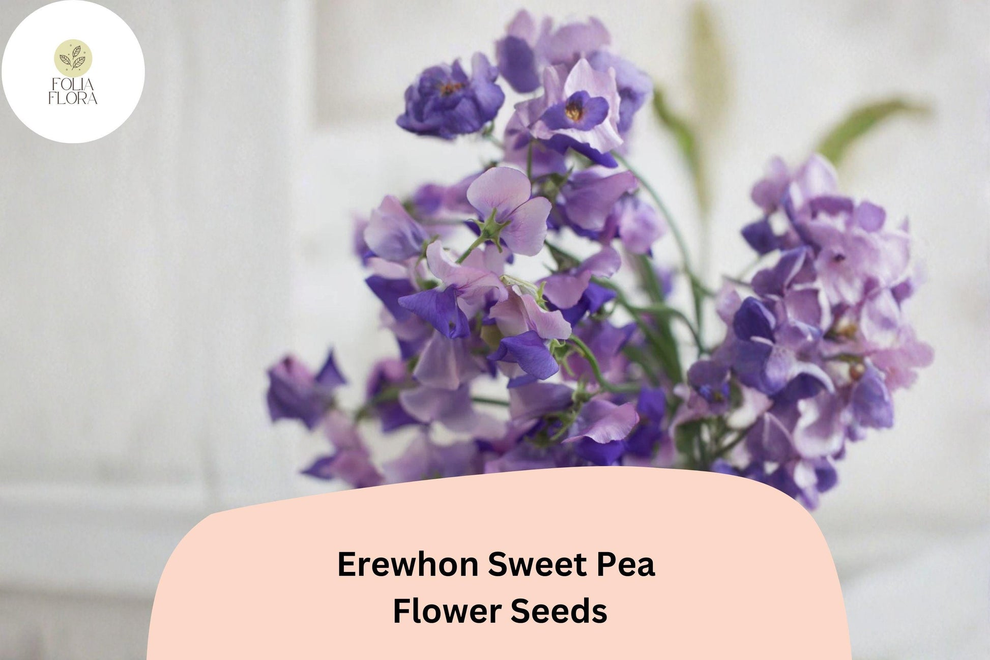 Erewhon Sweet Pea Seeds | 50+ Soft Lavender Climbing Flowers | Lathyrus odoratus 'Erewhon' for Trellis & Garden