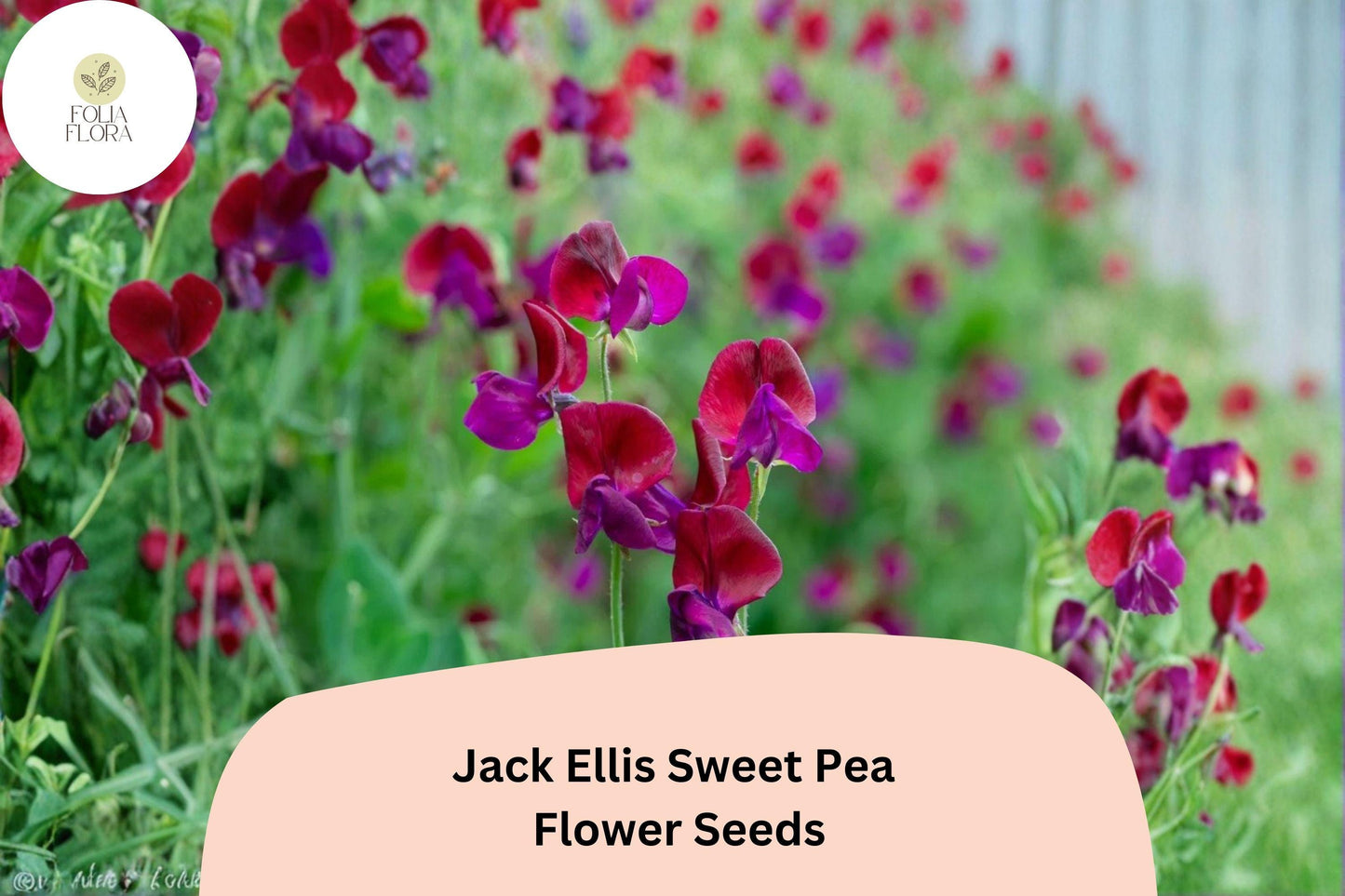 Jack Ellis Sweet Pea Seeds - 50+ Deep Maroon Climbing Flowers for Trellis & Garden - Lathyrus odoratus ‘Jack Ellis’