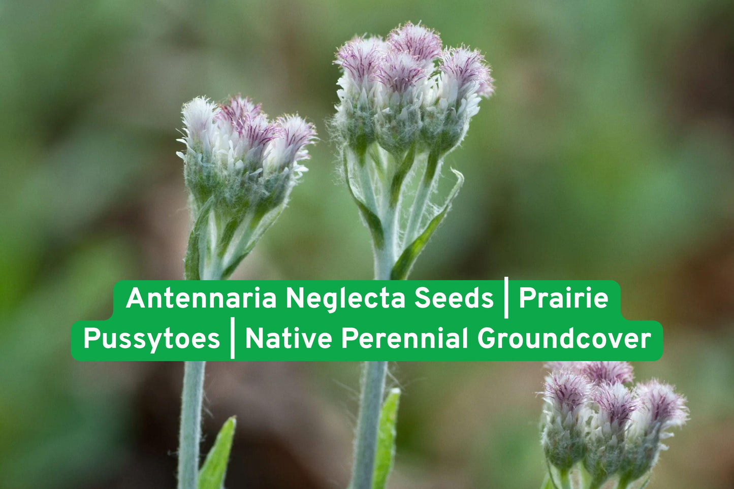 Antennaria Neglecta Seeds | Prairie Pussytoes | Native Perennial Groundcover | Drought Tolerant Pollinator Friendly
