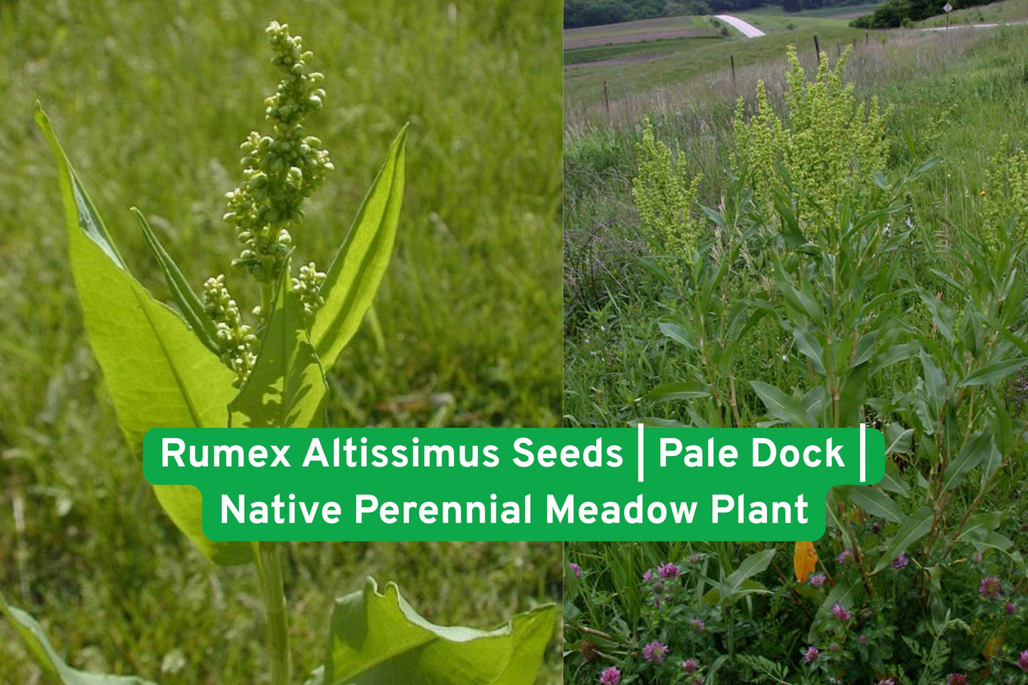 Rumex Altissimus Seeds | Pale Dock | Native Perennial Meadow Plant | Wildlife Friendly & Low Maintenance