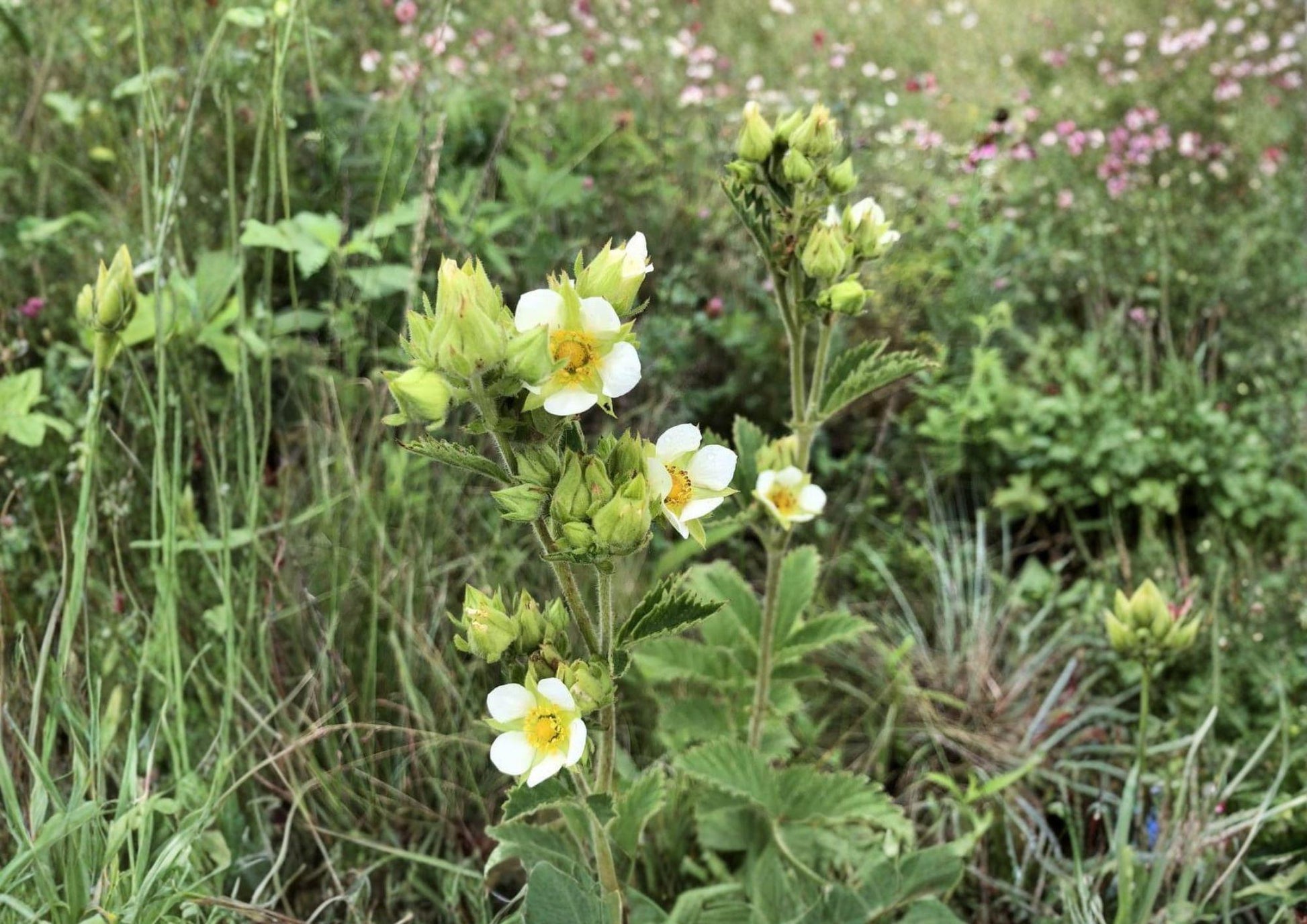 Prairie Cinquefoil Seeds - 500 Seeds, Native White Wildflower, Pollinator-Friendly (Potentilla recta)