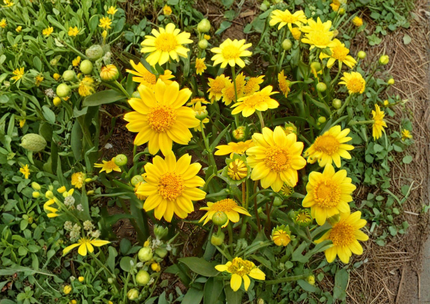 Yellowray Goldfields Seeds - California Wildflower Seeds for Pollinator Garden (100 Seeds/50mg) - Easy to Grow, Native Plant
