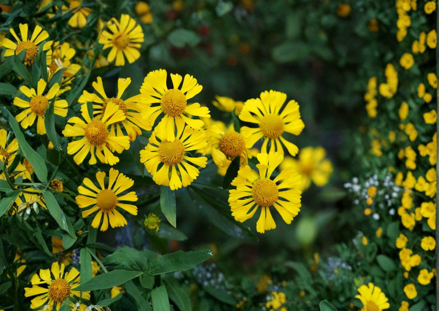 Autumn Sneezeweed Seeds - Yellow-Orange Helen's Flower, Native Perennial, Helenium autumnale - New Harvest Quality