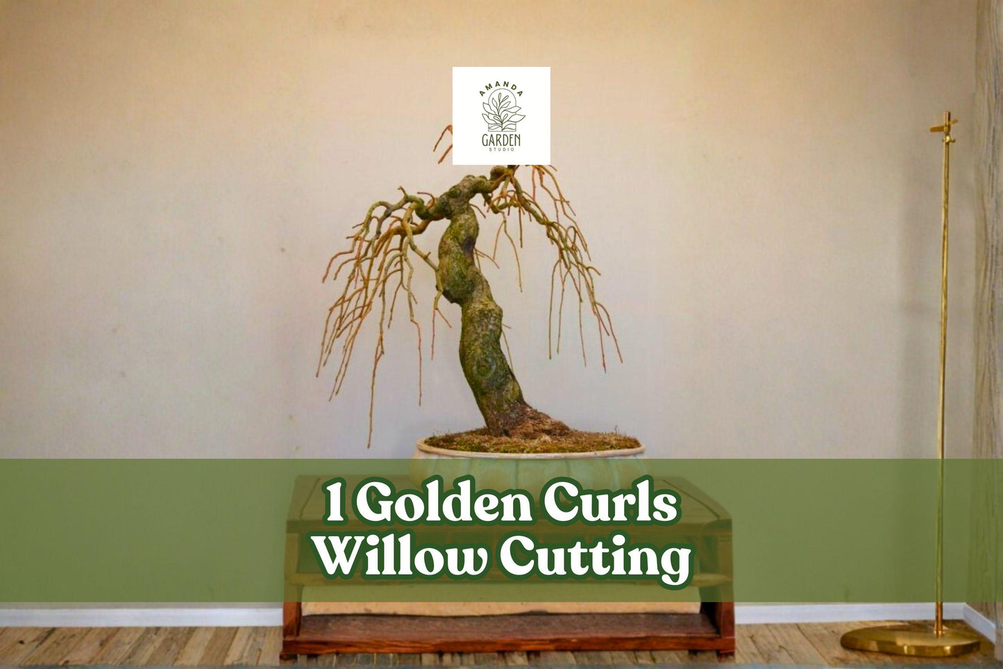 Golden Curls Willow Cutting - Live Curly Willow Tree for Bonsai - Salix spp. - Fast-Growing Ornamental Plant with Golden Bark