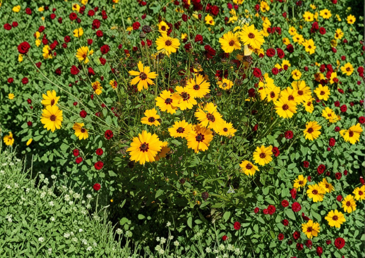 Golden Wave Tickseed Seeds - Coreopsis basalis, Yellow & Red Wildflower, Non-GMO, Native Plant Seeds for Garden