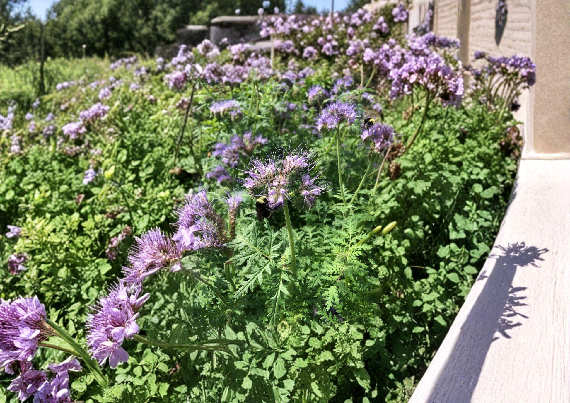 Lacy Phacelia Seeds - Purple-Blue Wildflower for Bee & Pollinator Garden - Phacelia tanacetifolia