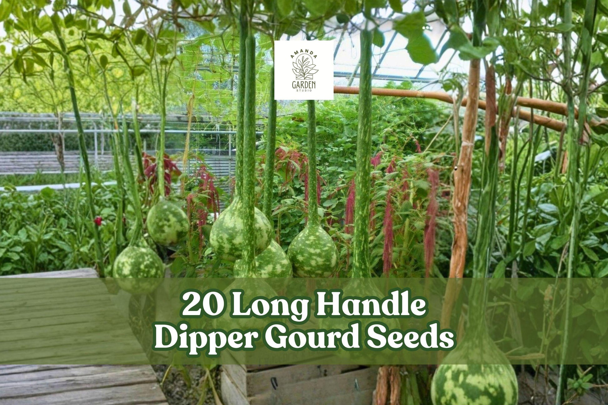 20 Long Handle Dipper Gourd Seeds for Planting - Lagenaria siceraria - Exotic Ornamental Gourd Variety for Crafts