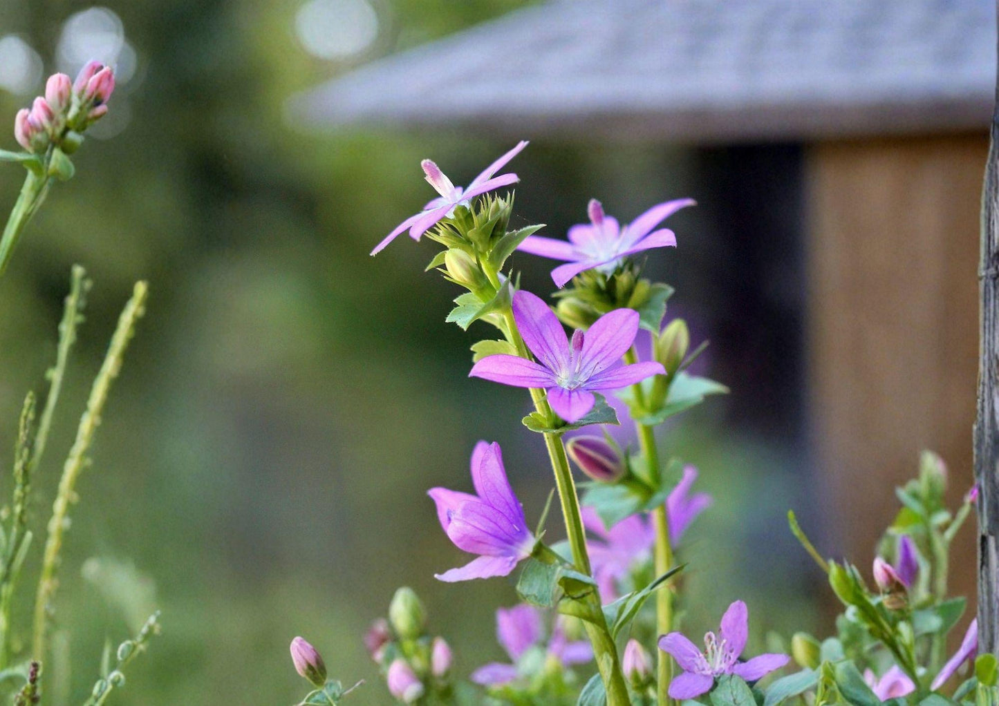 Venus Looking Glass Seeds - Native Wildflower, Pollinator Friendly, 100% Natural, (Specularia perfoliata)