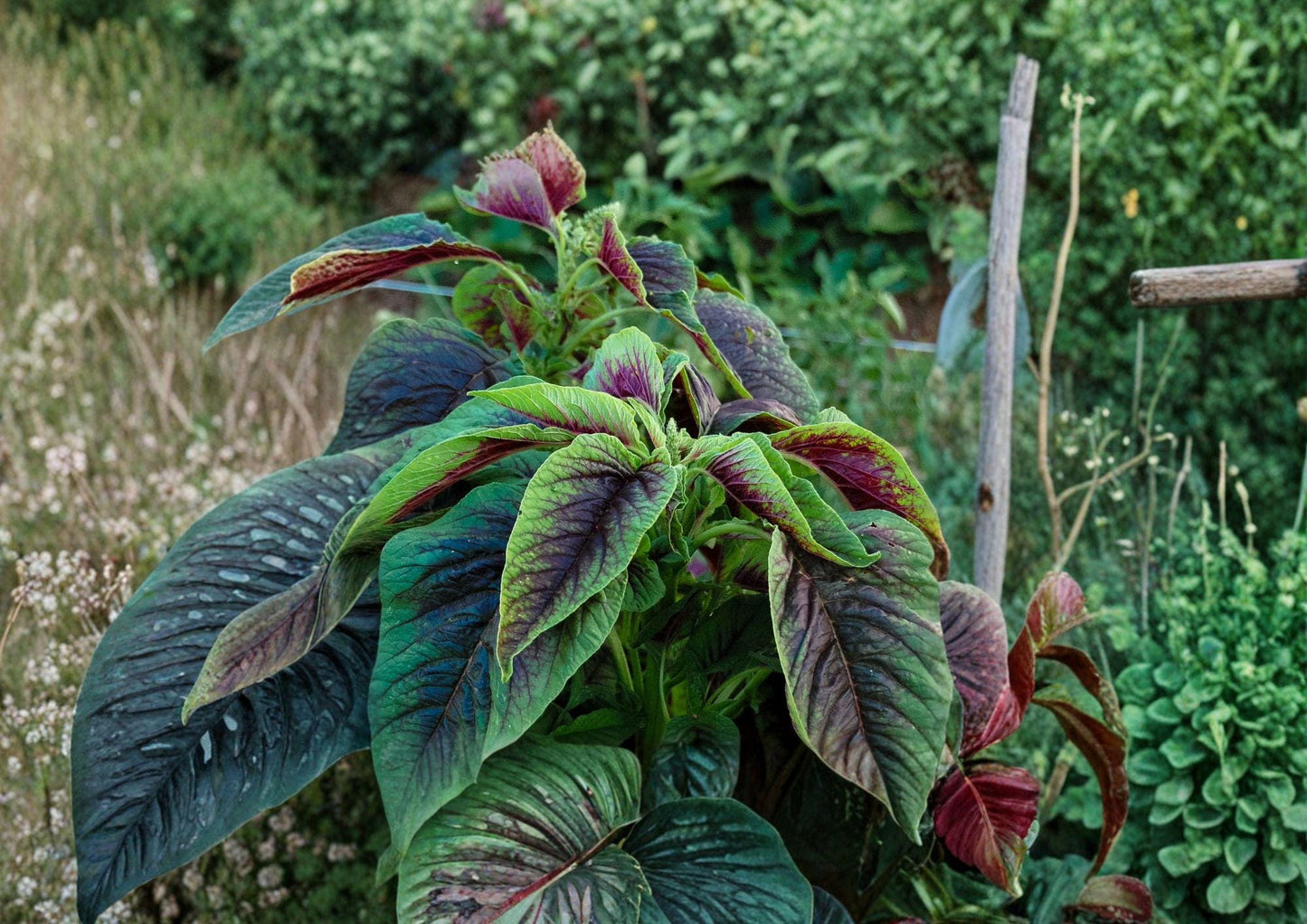 Red Stripe Amaranth Seeds - Red Beauty Tricolor Edible Leafy Greens (500 Seeds) - Amaranthus tricolor Fresh Stock