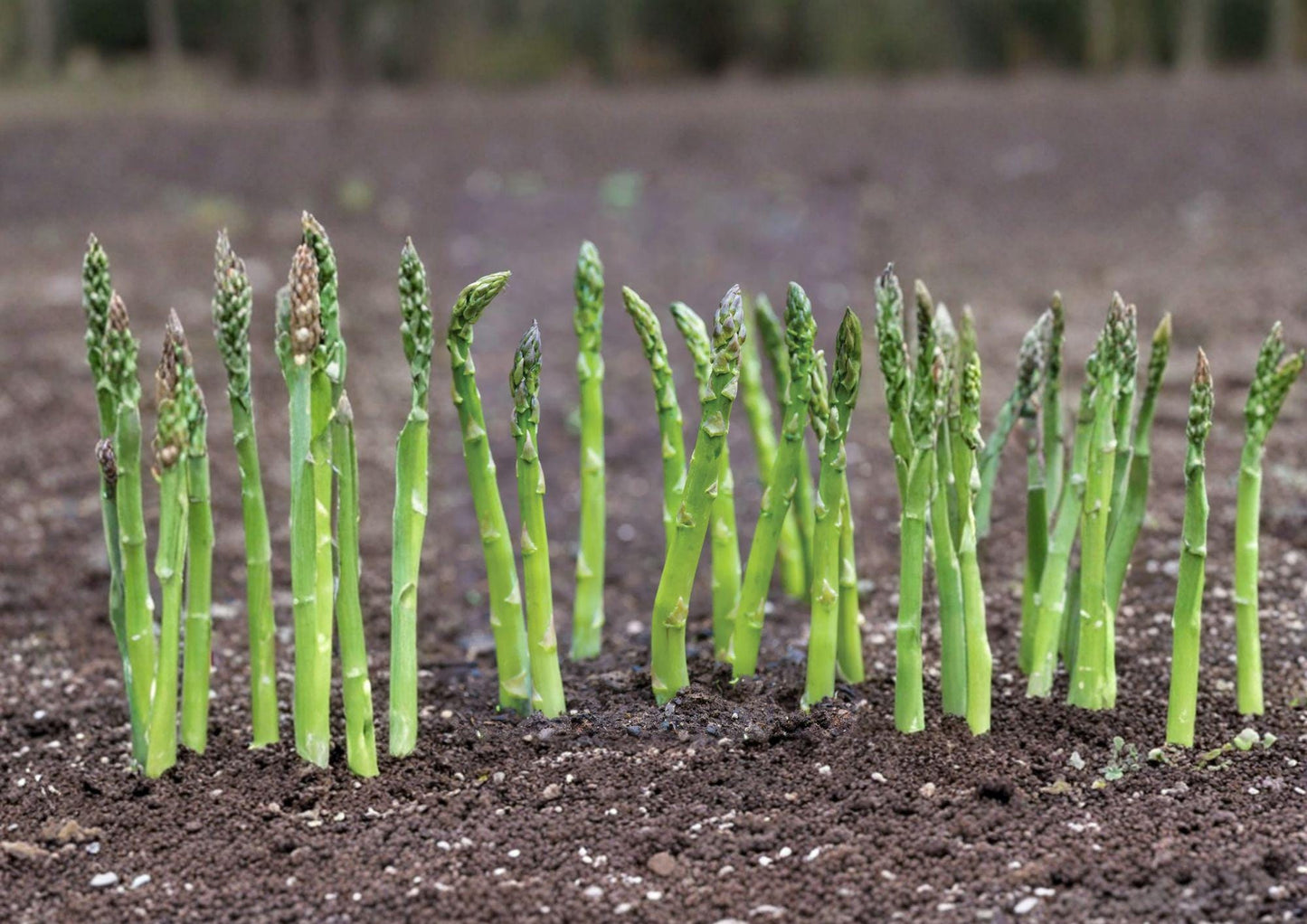 Asparagus Seeds - 100 Heirloom Perennial Seeds - Mary Washington Variety - Asparagus officinalis