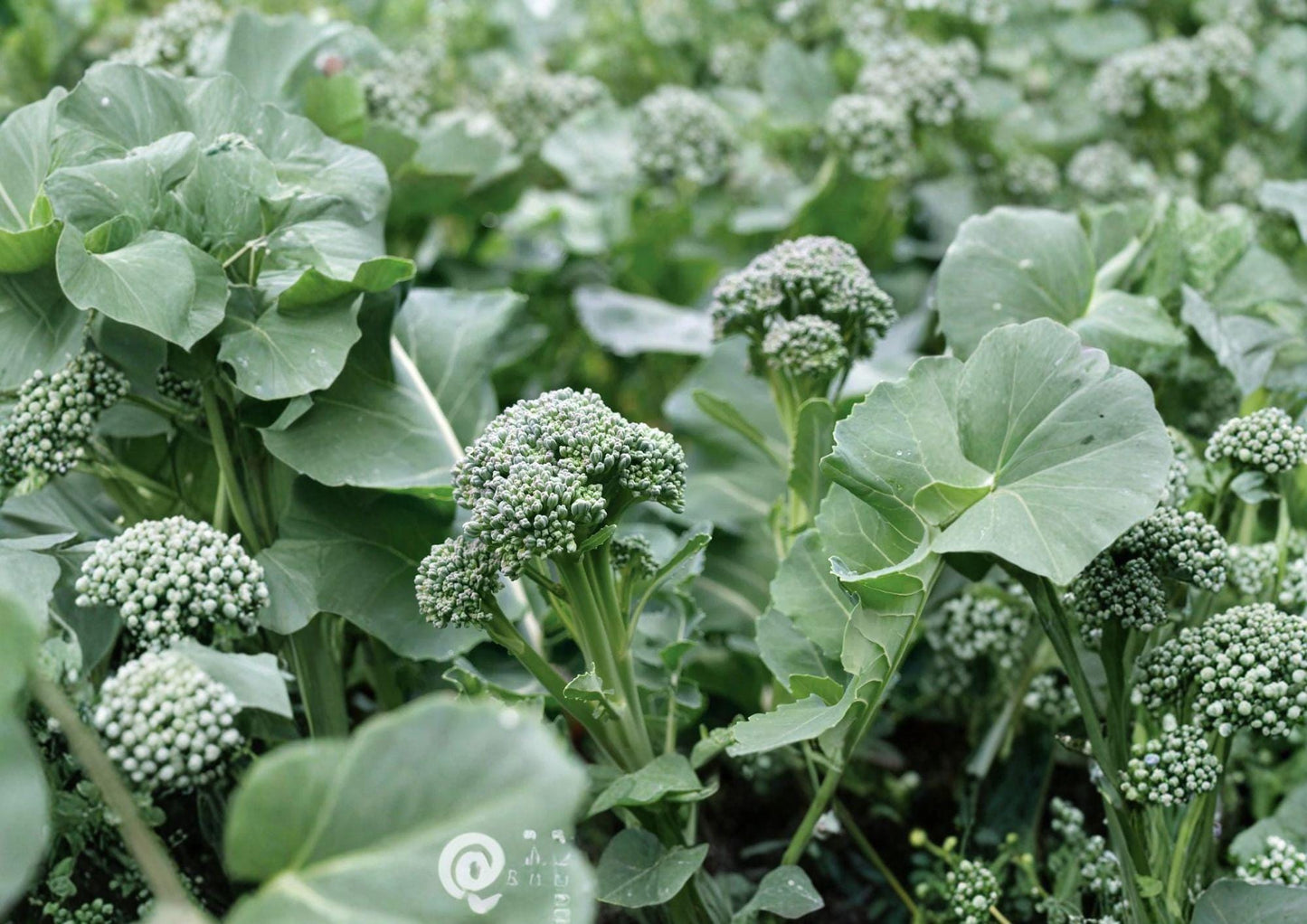 Di Cicco Broccoli Seeds - 500 Non-GMO Heirloom Vegetable Seeds - Italian Variety - Brassica oleracea