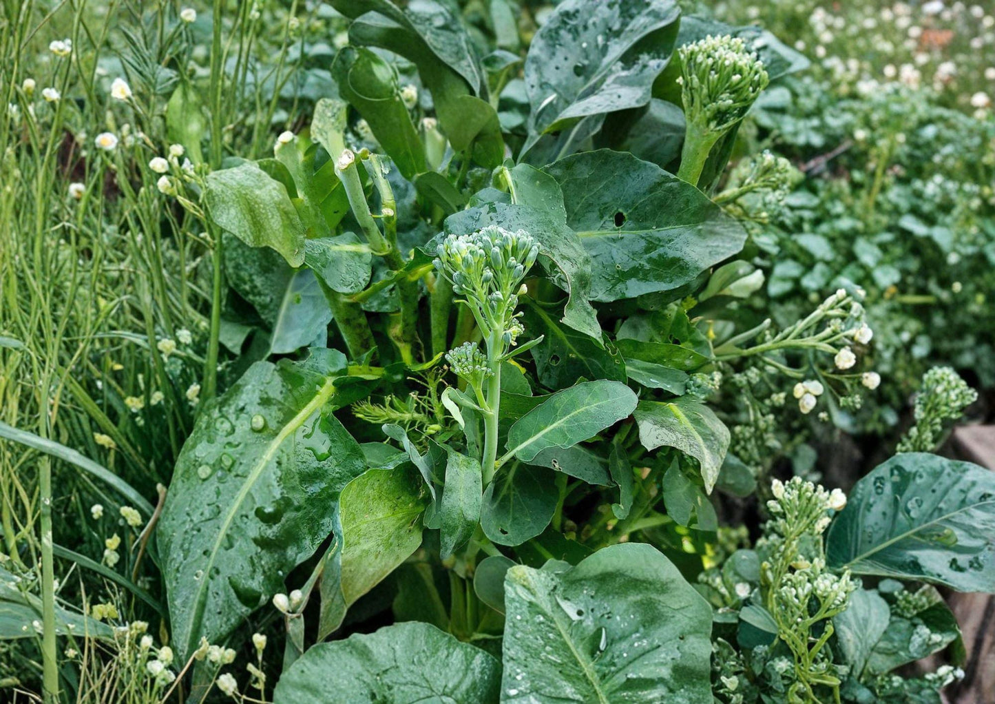 Broccoli Raab Seeds - 300 Heirloom Italian Rapini Vegetable Seeds - Brassica rapa subsp. sylvestris