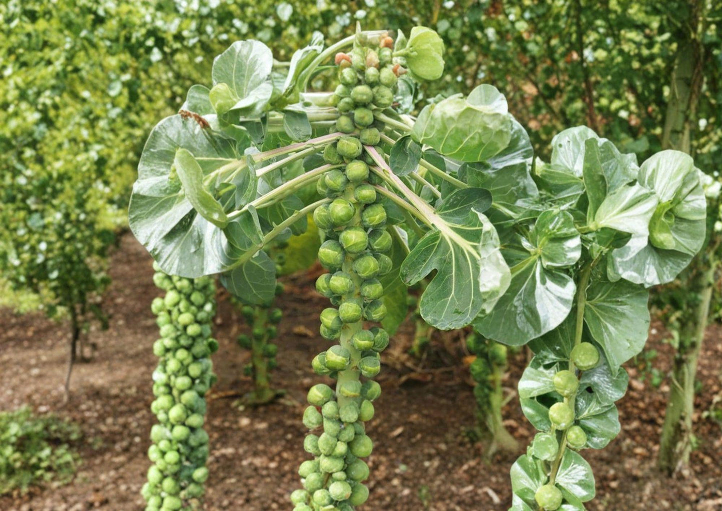 Brussels Sprouts Seeds - 500 Heirloom Seeds, Catskill Variety, Cold Hardy - Brassica oleracea