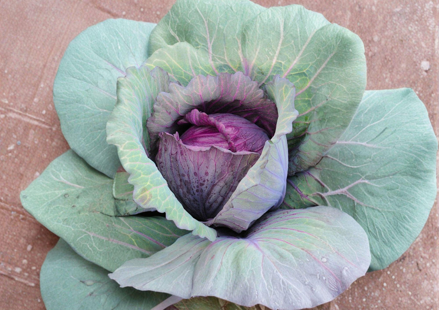 Red Acre Cabbage Seeds - 500 Heirloom Non-GMO Seeds for Early Vegetable Garden - Brassica oleracea var. capitata