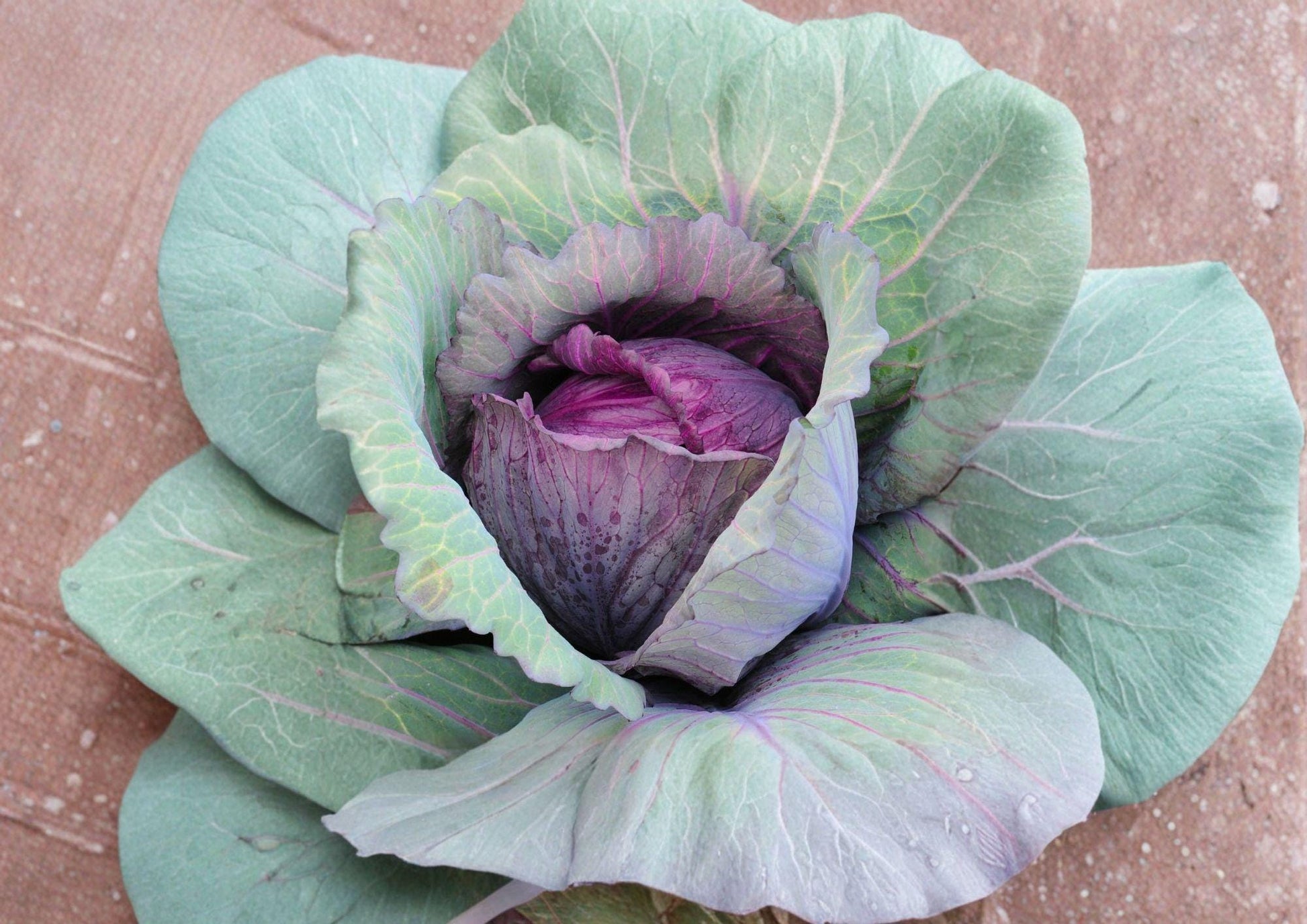 Red Acre Cabbage Seeds - 500 Heirloom Non-GMO Seeds for Early Vegetable Garden - Brassica oleracea var. capitata