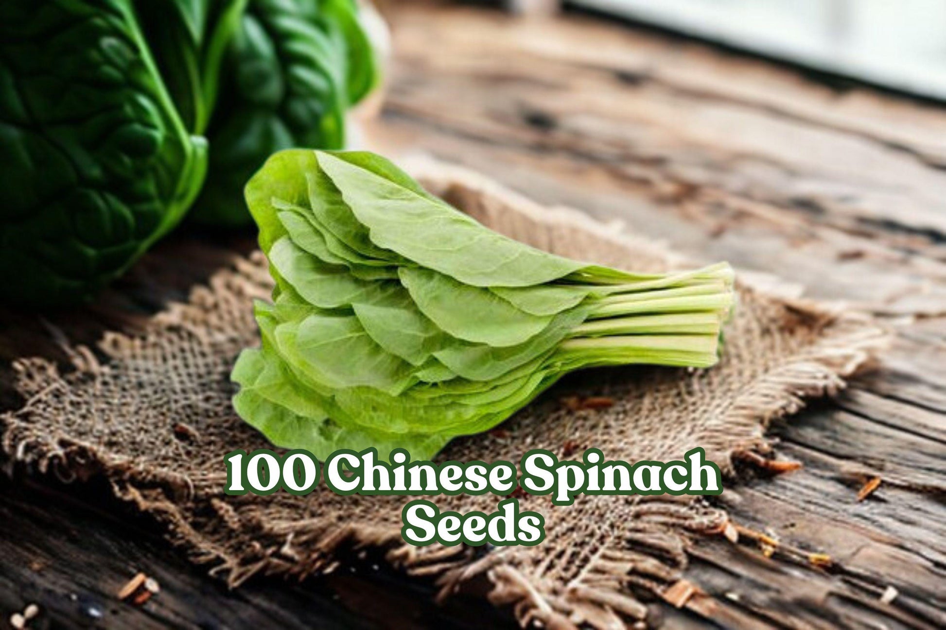 100 Chinese Spinach Seeds - Fast-Growing Water Spinach - Ipomoea aquatica - Ideal for Garden or Container Planting