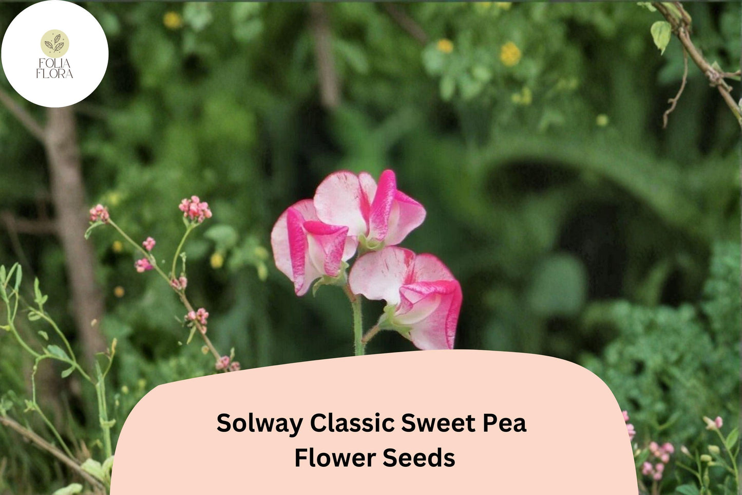 50+ Semi-Dwarf Sweet Pea Seeds | Soft Pastel Climbing Flowers | Lathyrus odoratus 'Solway Classic' for Cottage Gardens