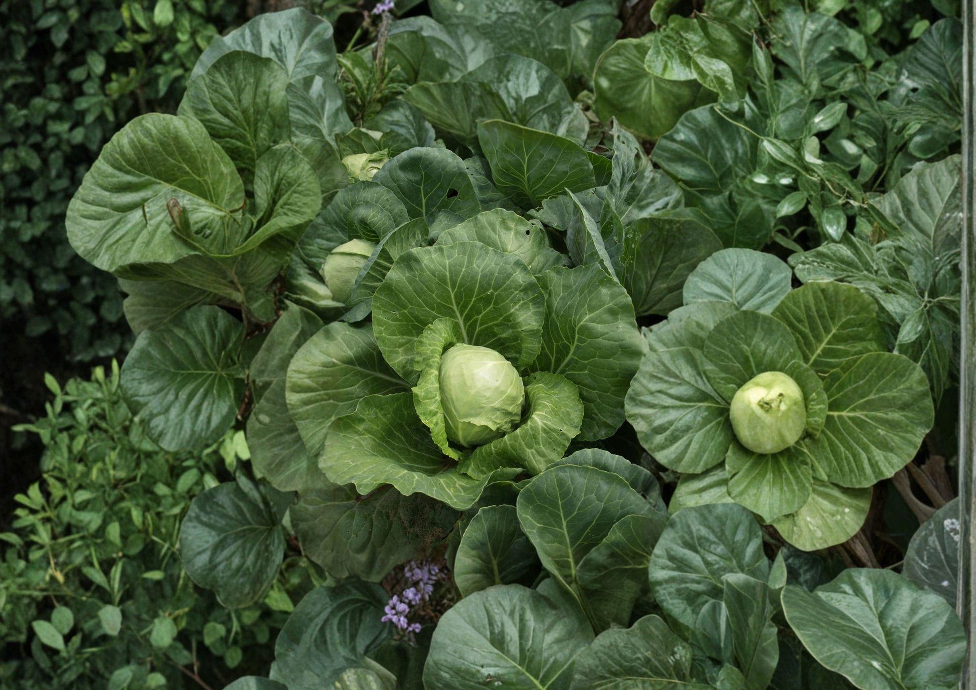Golden Acre Cabbage Seeds - 500 Heirloom Seeds, Early Green Variety, Fast Growing - Brassica oleracea