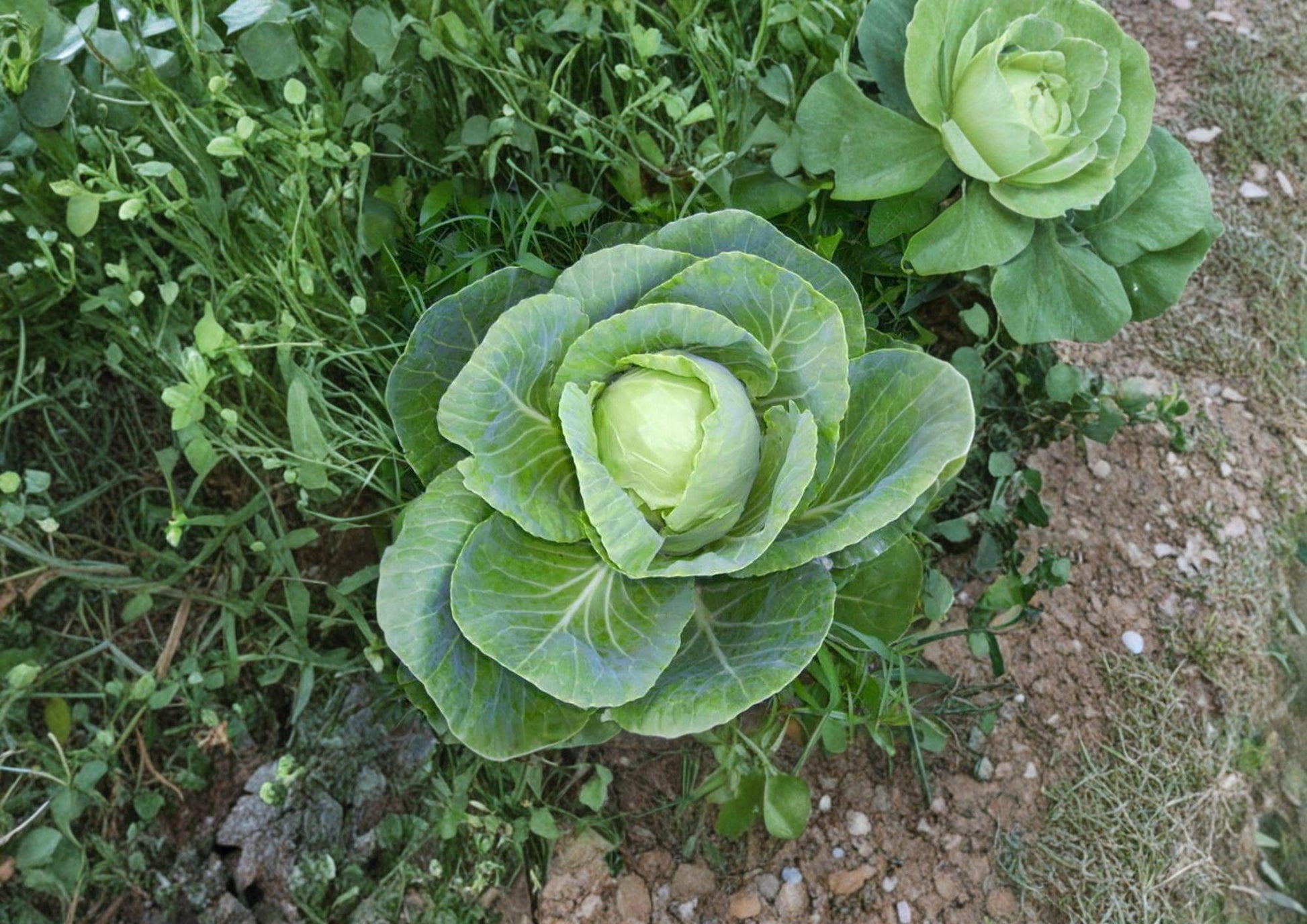 Early Jersey Wakefield Cabbage Seeds - 500 Heirloom Seeds - Brassica oleracea - Non-GMO Organic Garden Seeds by Bloomhaven Nursery