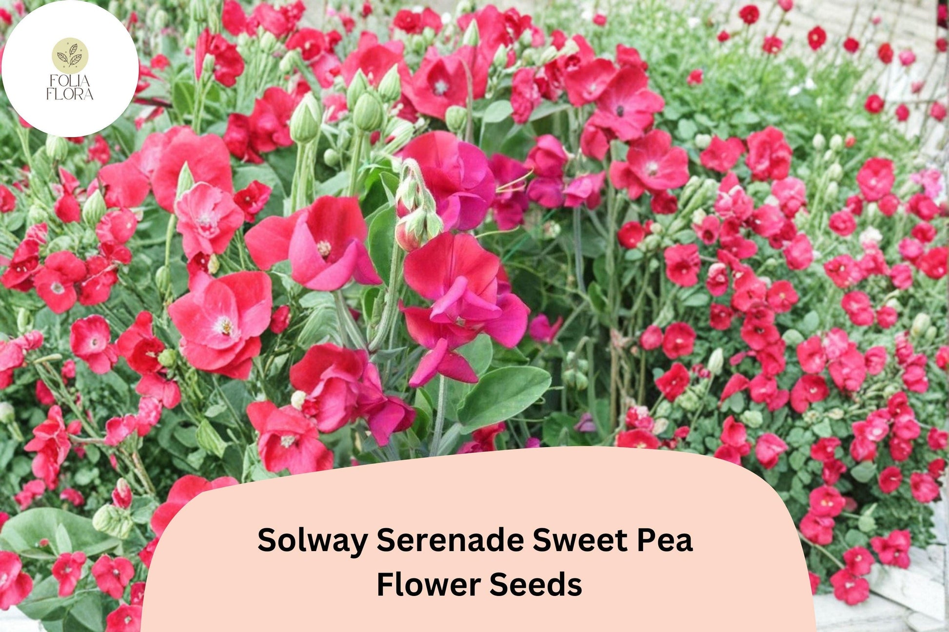 50+ Sweet Pea Seeds | Solway Serenade Semi-Dwarf | Soft Pink Climbing Flowers | Lathyrus odoratus ‘Solway Serenade’