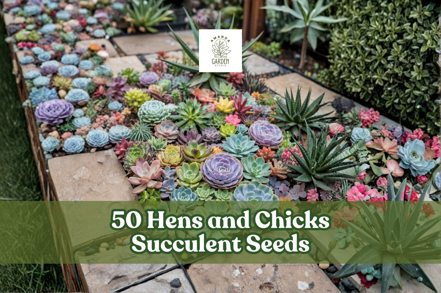 50 Hens and Chicks Succulent Seeds - Sempervivum spp. - Rosette-Forming, Low Water, Ideal for Containers & Rock Gardens