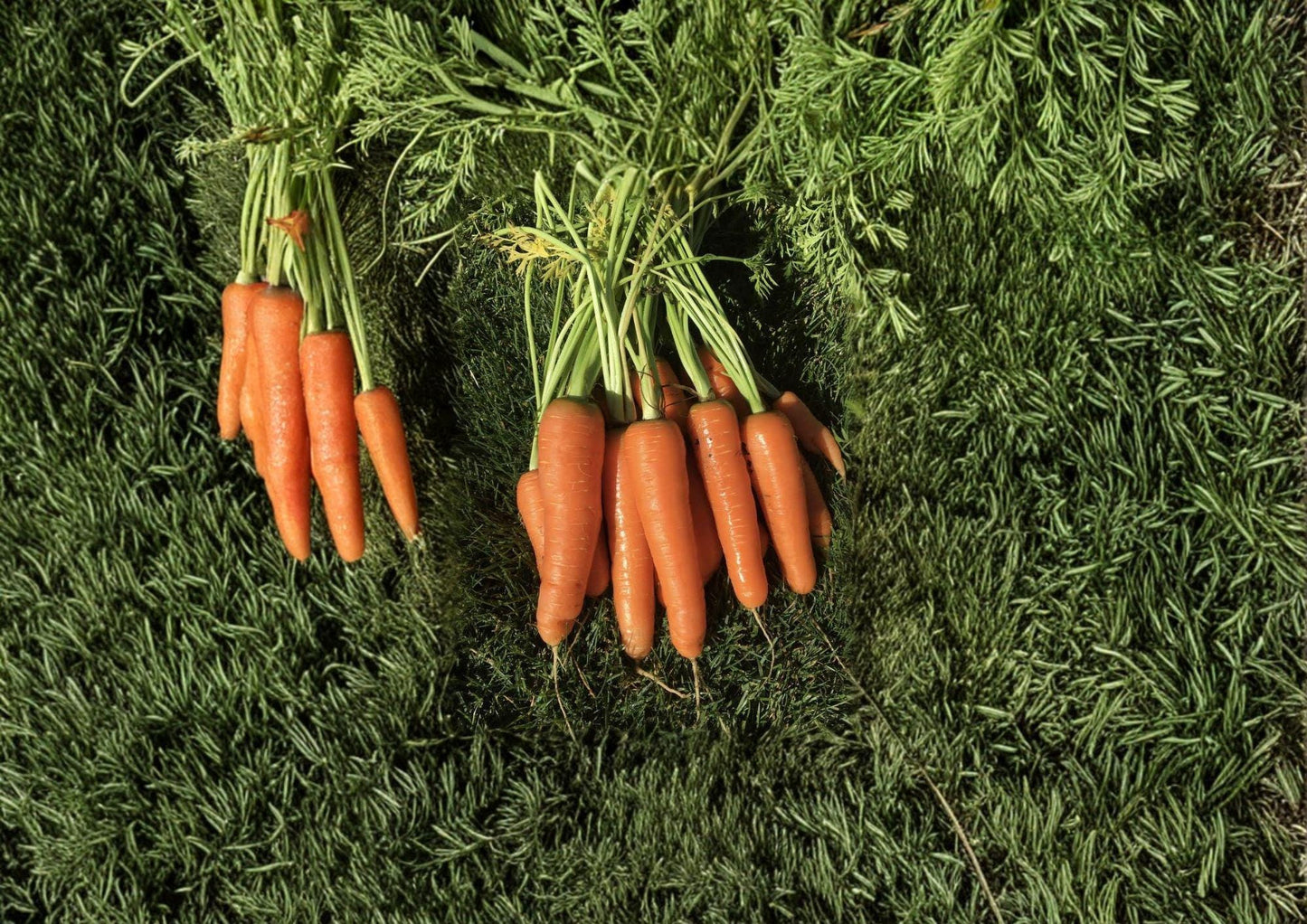 Scarlet Nantes Carrot Seeds - 500 Heirloom Seeds, Sweet & Crisp Flavor - Non-GMO, Daucus carota