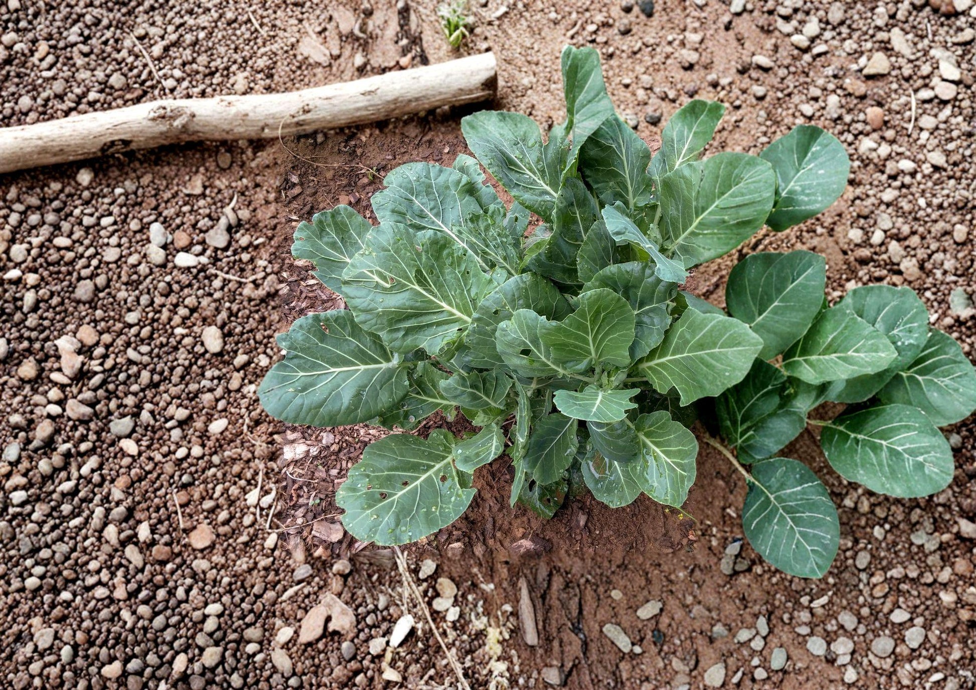 Champion Collard Seeds - Heirloom Cold Hardy High Yield Variety - Brassica oleracea (500 Seeds)