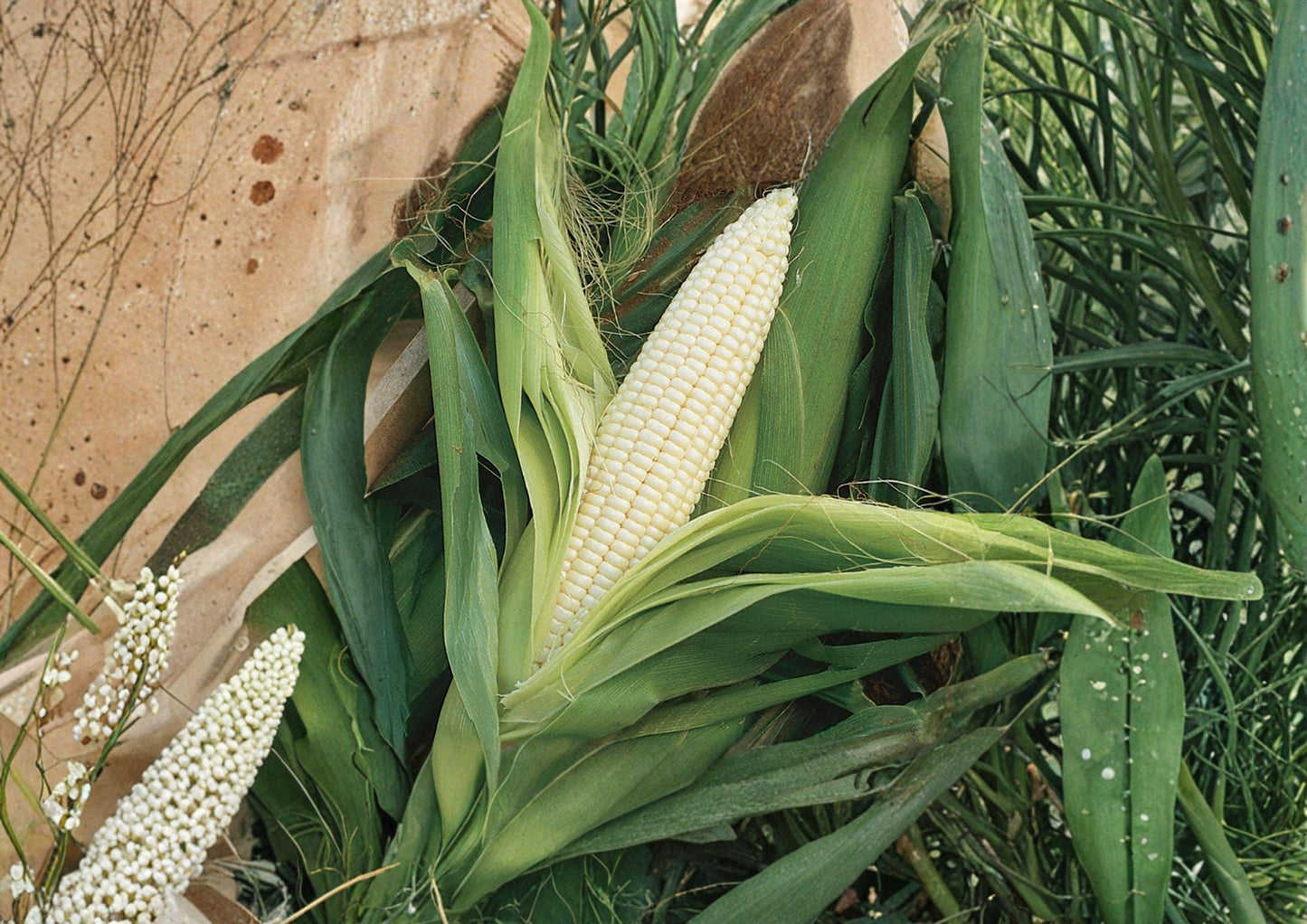 Silver Queen Corn Seeds - 50 White Sweet Seeds - Zea Mays - Summer Garden Fresh Stock