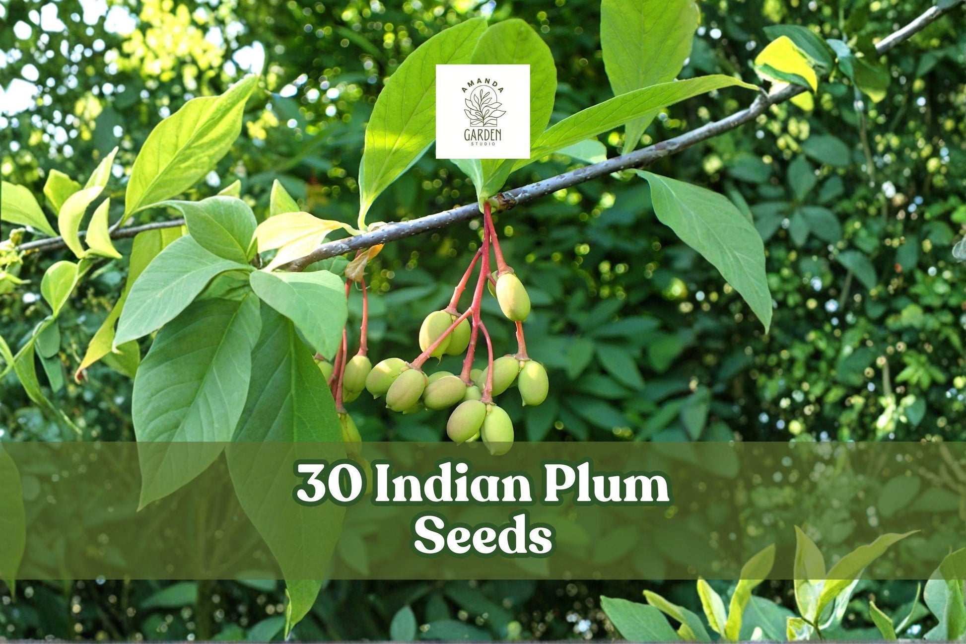 30 Indian Plum Seeds – Oemleria cerasiformis – Native Deciduous Shrub – Early Spring Flowering – Grow Woodland Landscape Plants