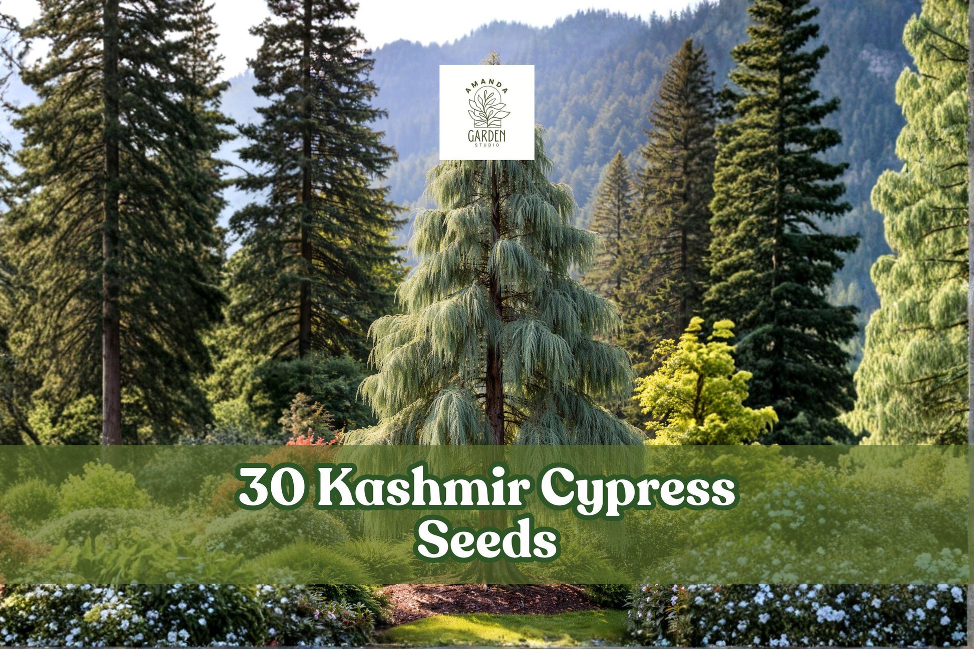 30 Kashmir Cypress Seeds - Cupressus cashmeriana Weeping Evergreen - Blue-Green Foliage for Ornamental Gardens