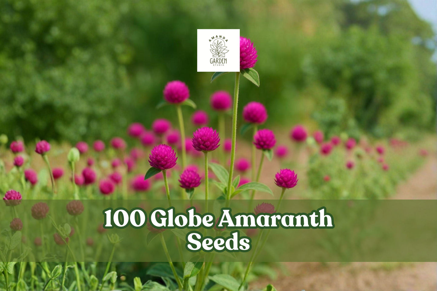 100 Globe Amaranth Seeds - Purple Flower Variety - Gomphrena globosa - Ideal for Bouquets & Dried Arrangements - Easy to Grow