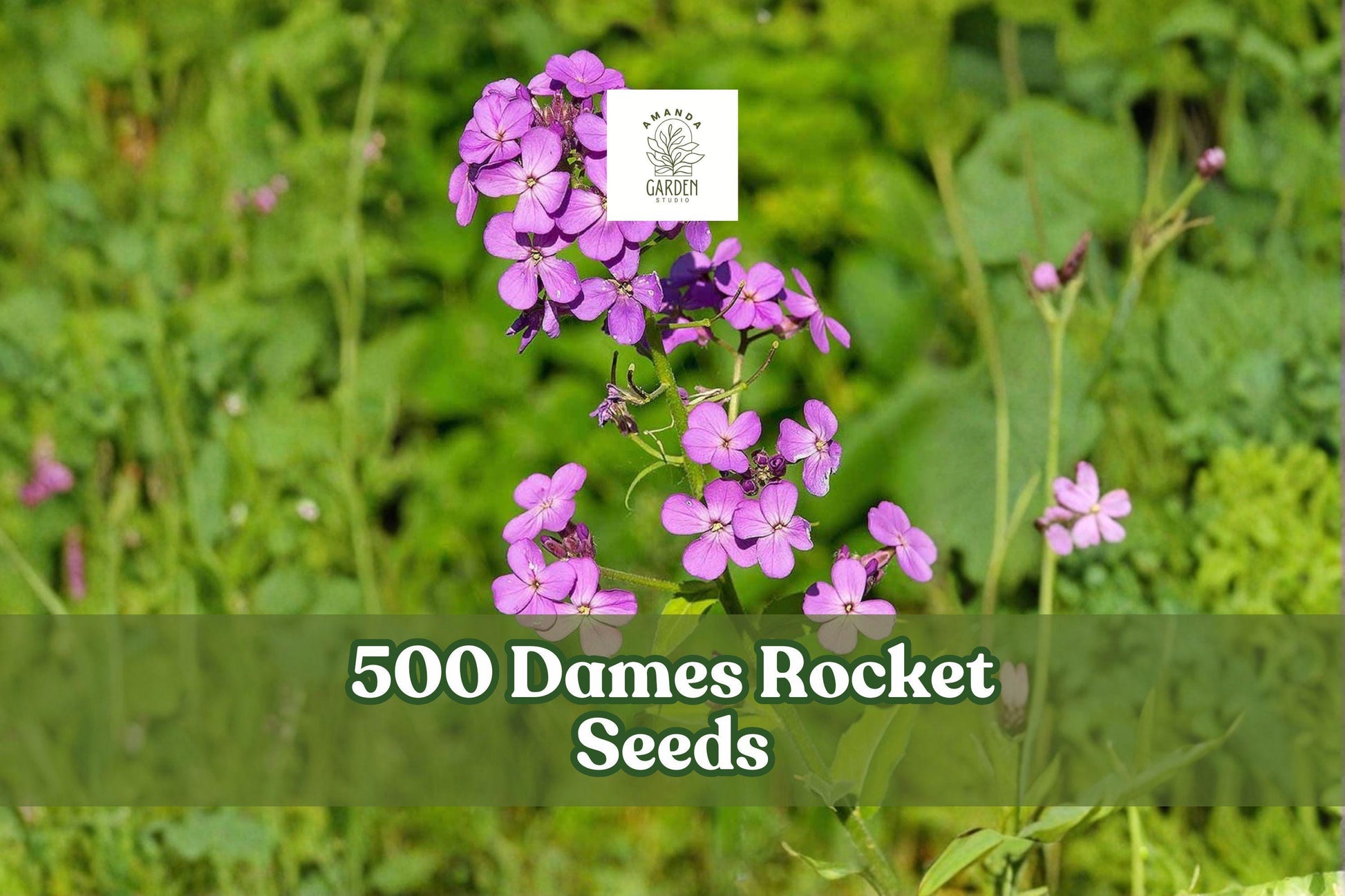 500 Dame’s Rocket Seeds - Mixed Flowers in White, Lavender, Purple - Hesperis matronalis - Biennial for Garden Planting
