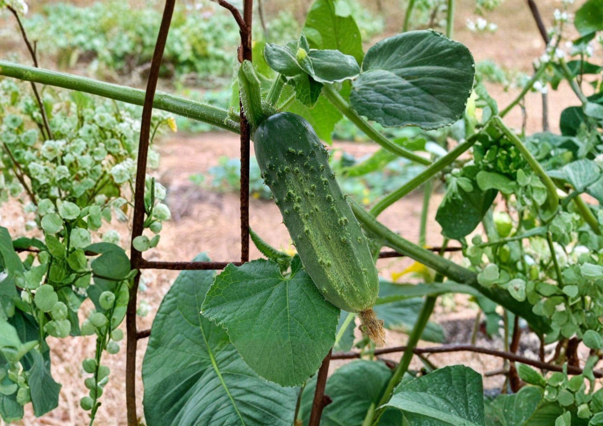 Heirloom National Pickling Cucumber Seeds - Fast Growing (50 Seeds) - Cucumis sativus