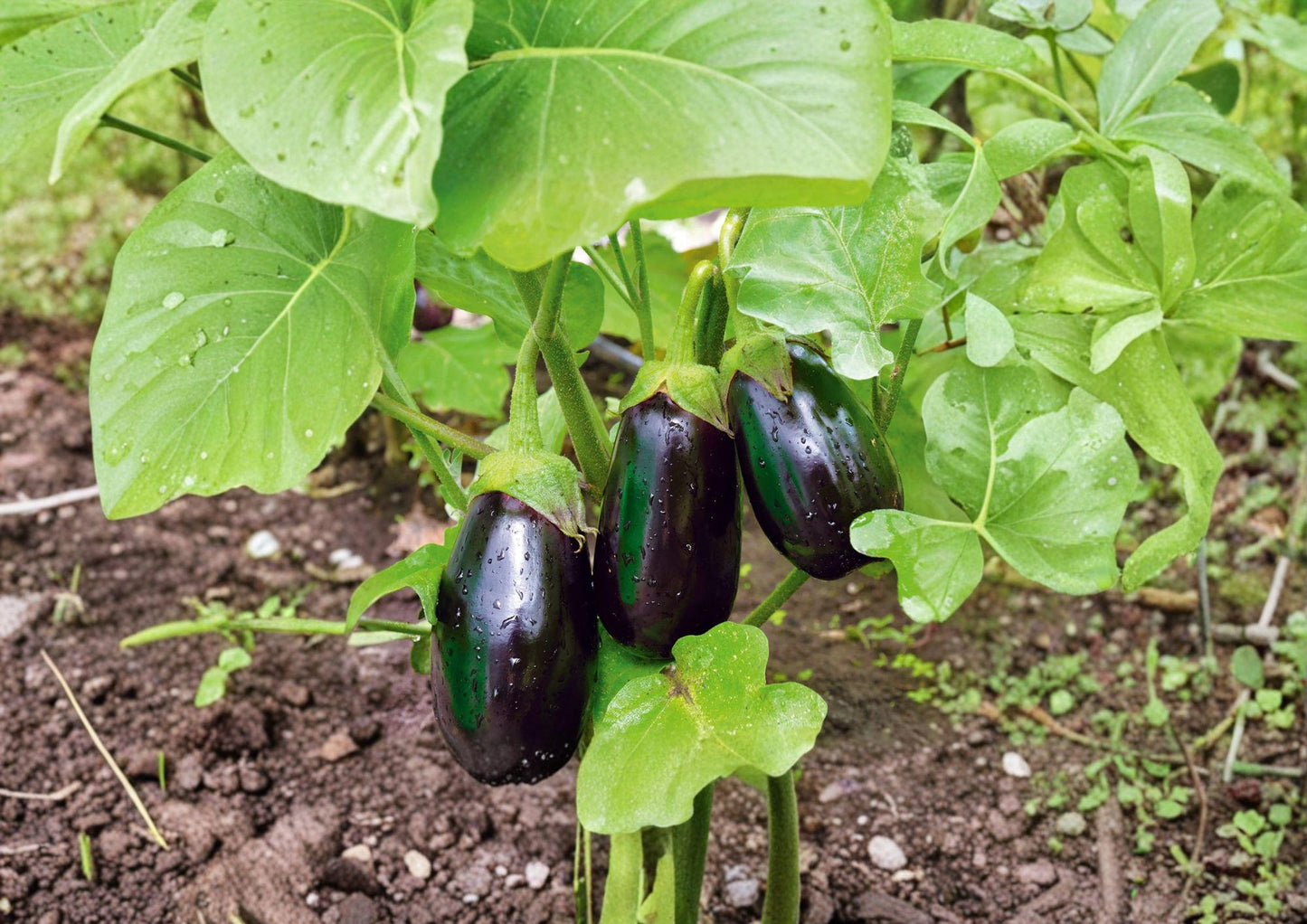 Black Beauty Eggplant Seeds - Heirloom Variety, High Yield - 100 Seeds, Solanum melongena