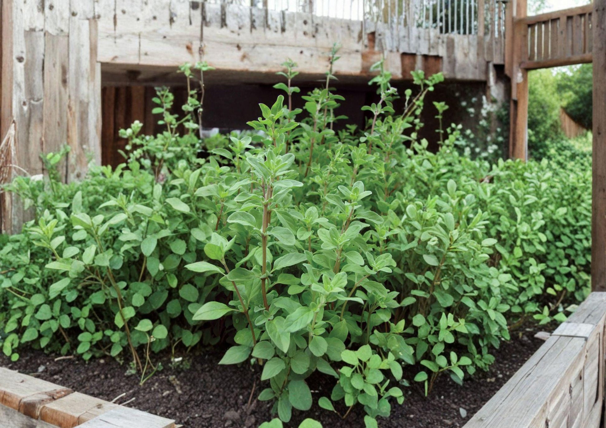 Sweet Marjoram Herb Seeds - 500 Heirloom Aromatic Culinary Garden Seeds - Origanum majorana