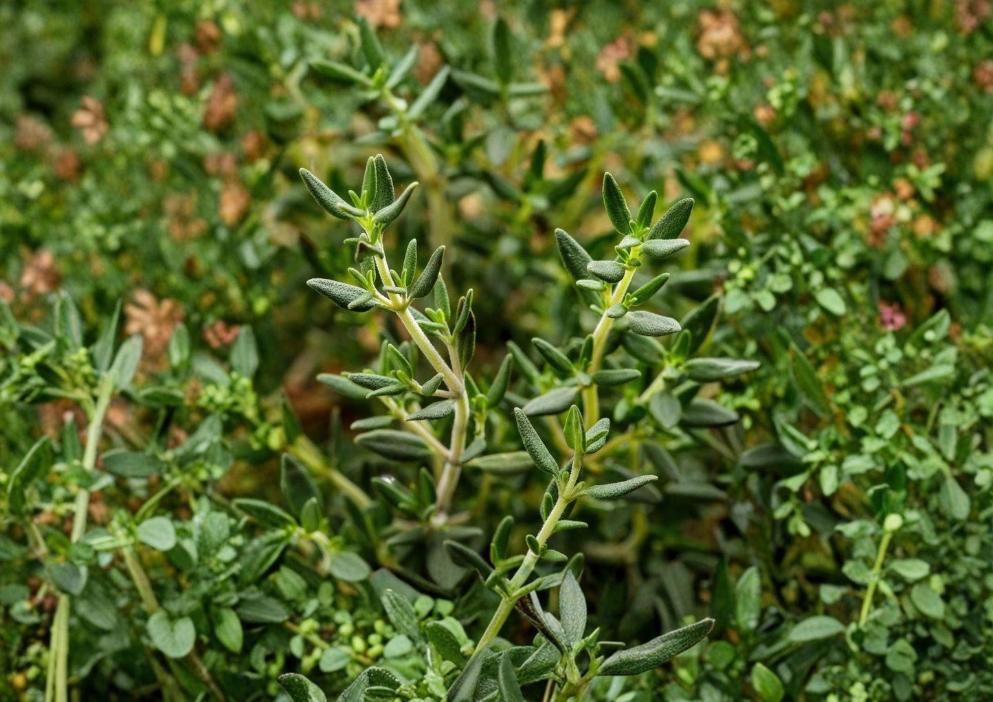 Heirloom Thyme Seeds - 300 Aromatic Culinary Herb Seeds - Thymus vulgaris