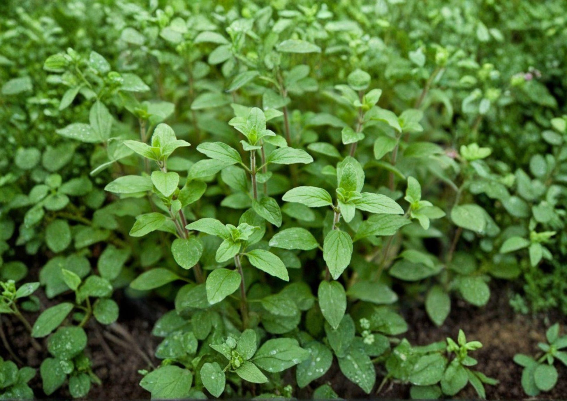 Italian Oregano Herb Seeds - 100 Aromatic Culinary Perennial Seeds - Origanum vulgare subsp. hirtum