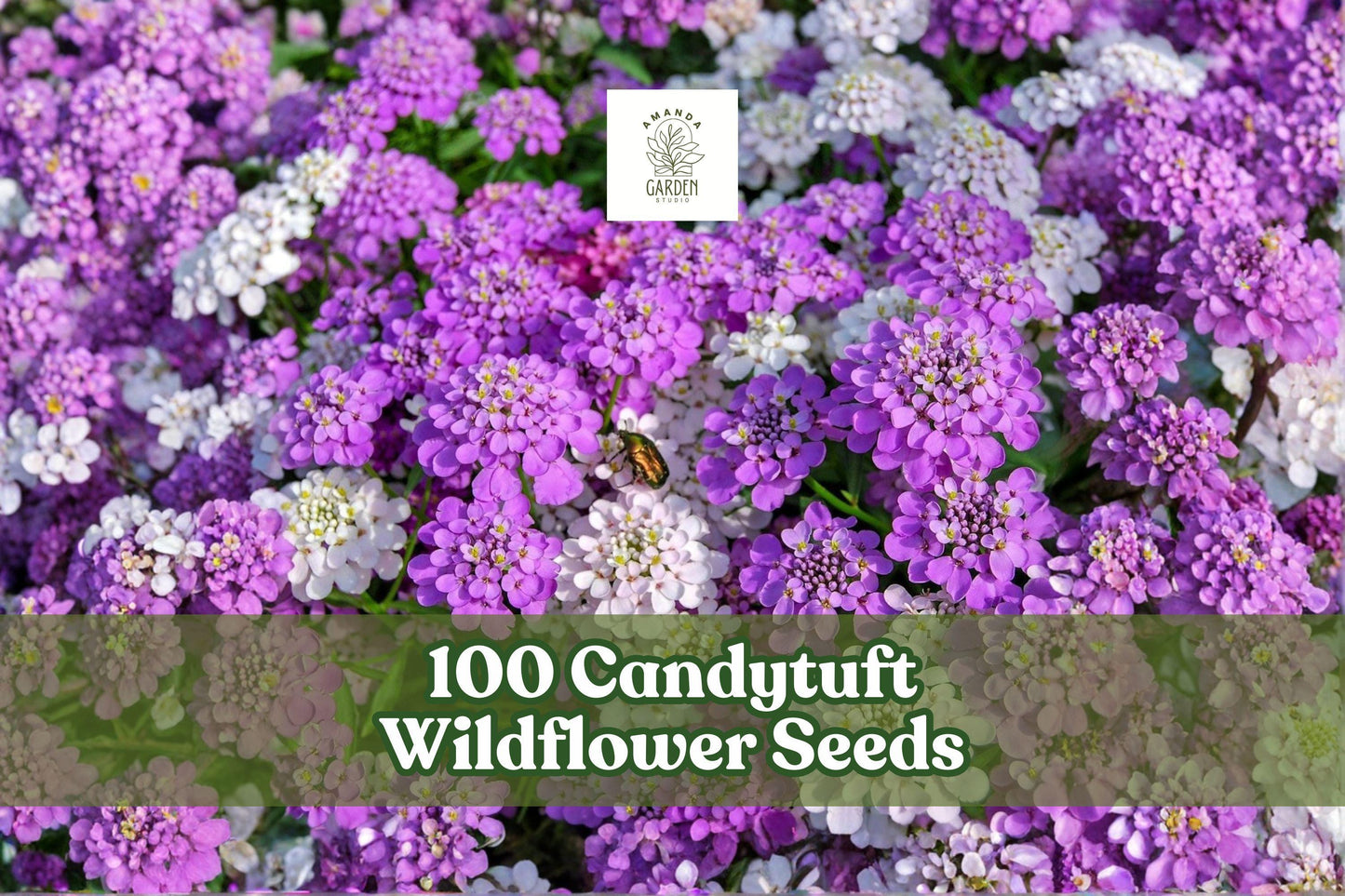 Candytuft Wildflower Seeds - 100 Count, Low-Growing Ground Cover, White Blooms, Iberis spp., Ideal for Borders and Edging
