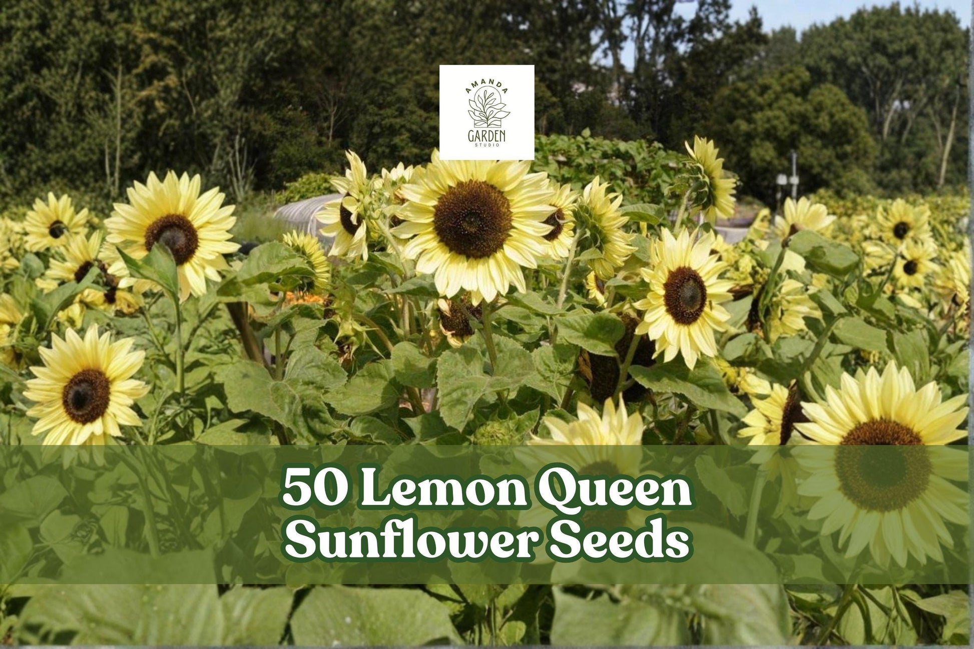 Lemon Queen Sunflower Seeds - 50 Count - Helianthus annuus - Tall Annual with Vibrant Lemon Yellow Blooms for Garden Planting