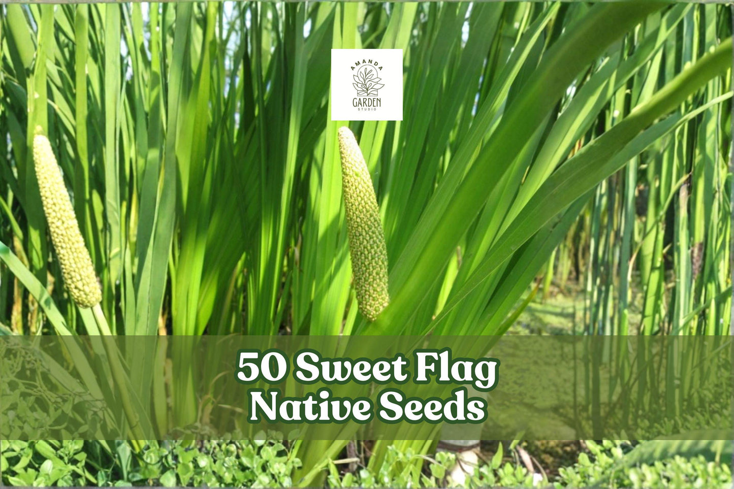 50 Sweet Flag Seeds for Planting - Acorus americanus, Native Perennial with Grass-like Foliage for Gardens & Landscaping