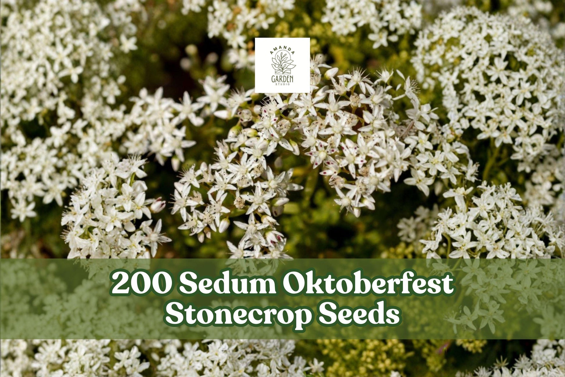 Sedum Oktoberfest Seeds - 200 Count - Low-Growing Stonecrop - Sedum acre - Succulent Ground Cover for Rock Gardens & Xeriscapes