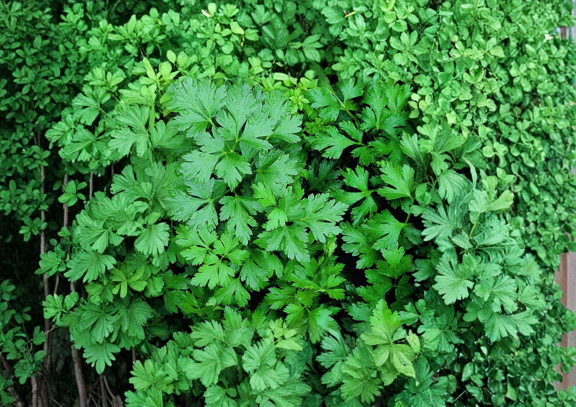 Italian Giant Parsley Seeds - Dark Green Flat Leaf Heirloom Culinary Herb - Petroselinum crispum (500 Seeds)