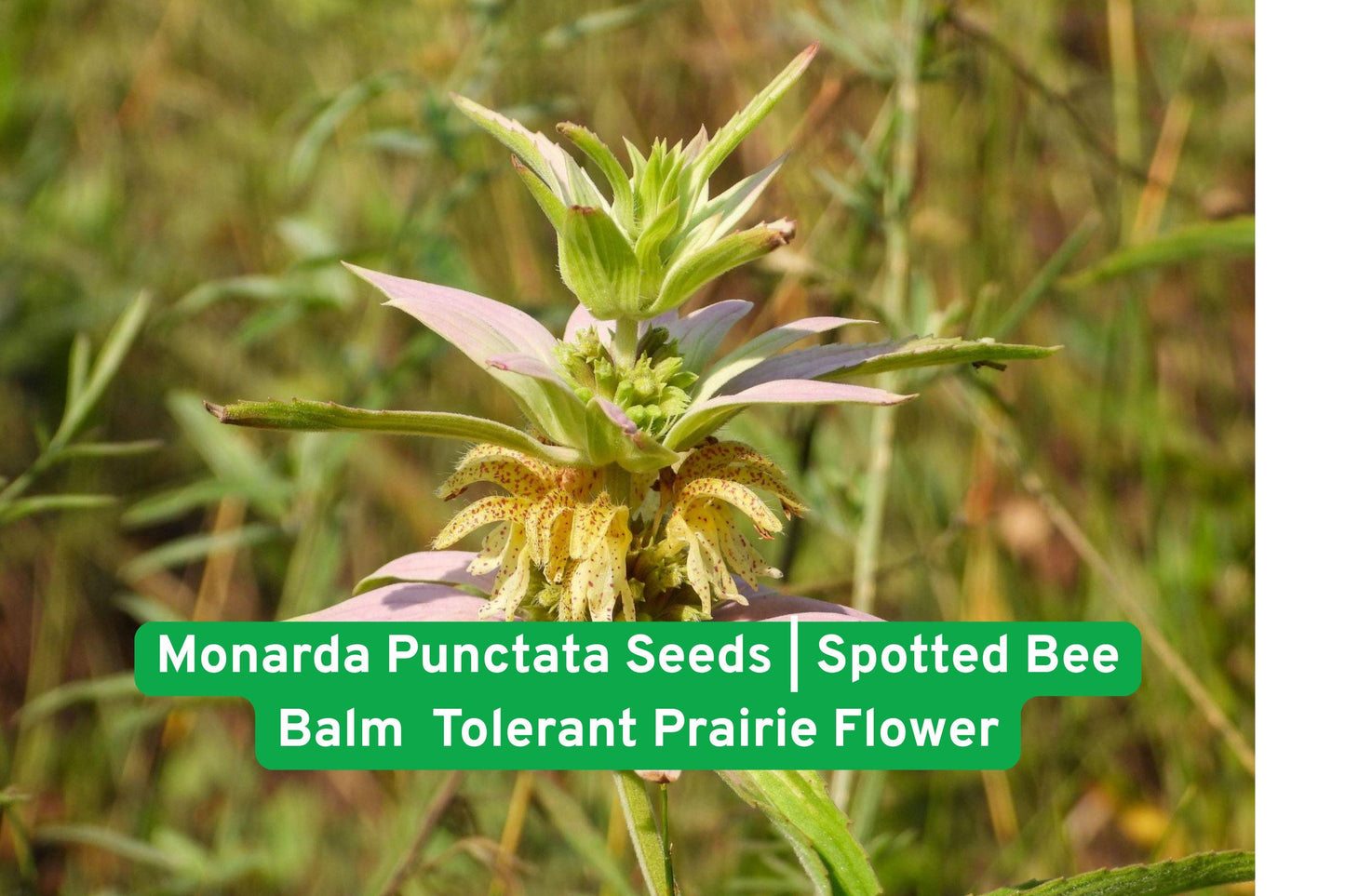 Spotted Bee Balm Seeds | Monarda Punctata | Drought Tolerant Prairie Flower | Native Pollinator Garden Plants