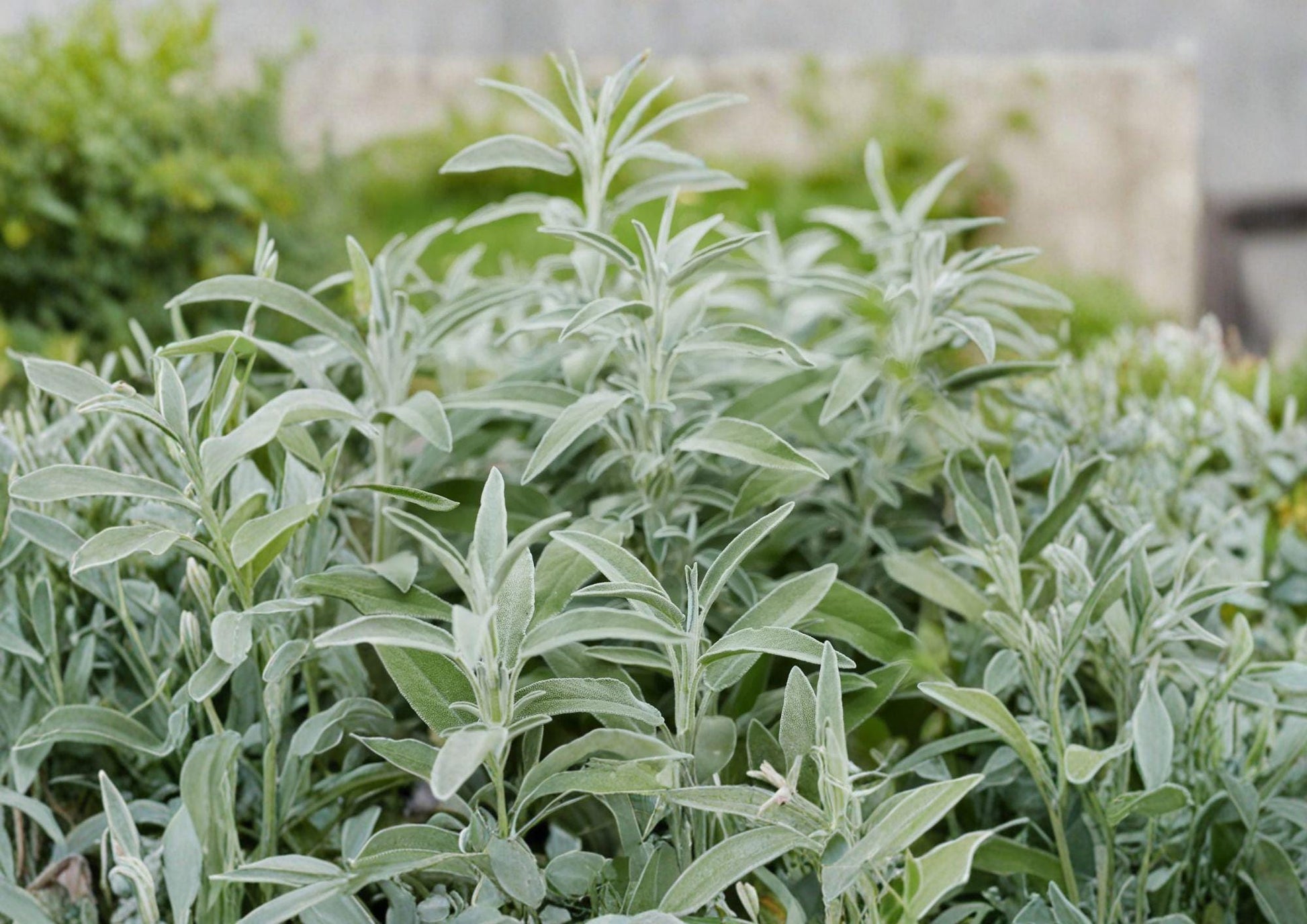 Sage Seeds 30 Pack Broadleaf Heirloom Salvia officinalis Aromatic Culinary Perennial Garden Plant - Fast Shipping